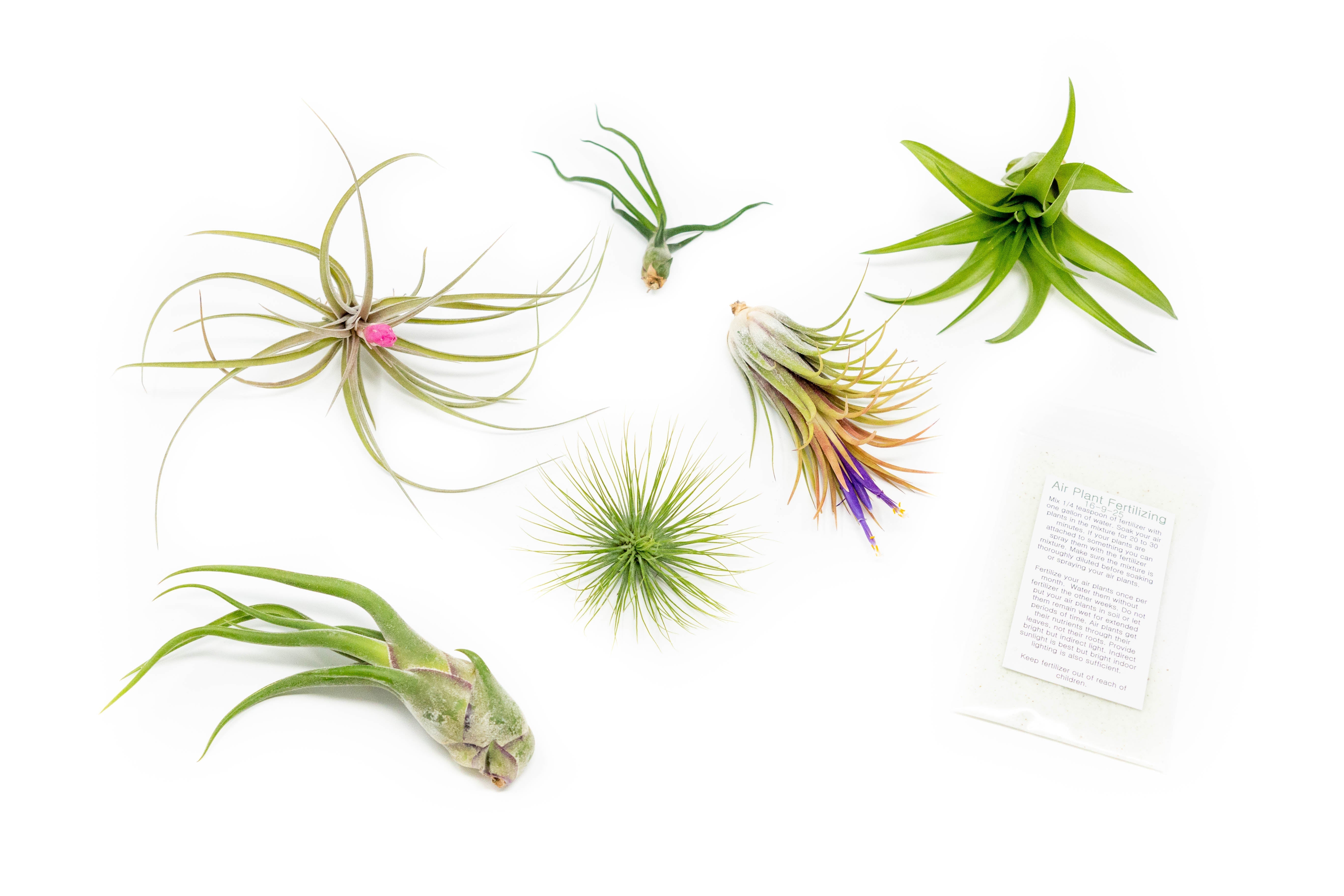 Tillandsia Air Plant Grab Bag of 6 Plants + 1 Year Air Plant Fertilizer Pack-airplant-The Succulent Source