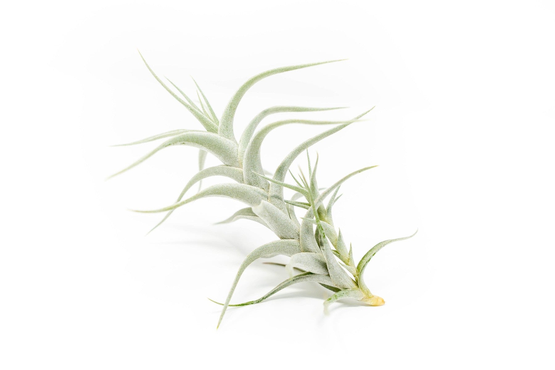 Tillandsia Albida 'Minor' Air Plant-airplant-The Succulent Source