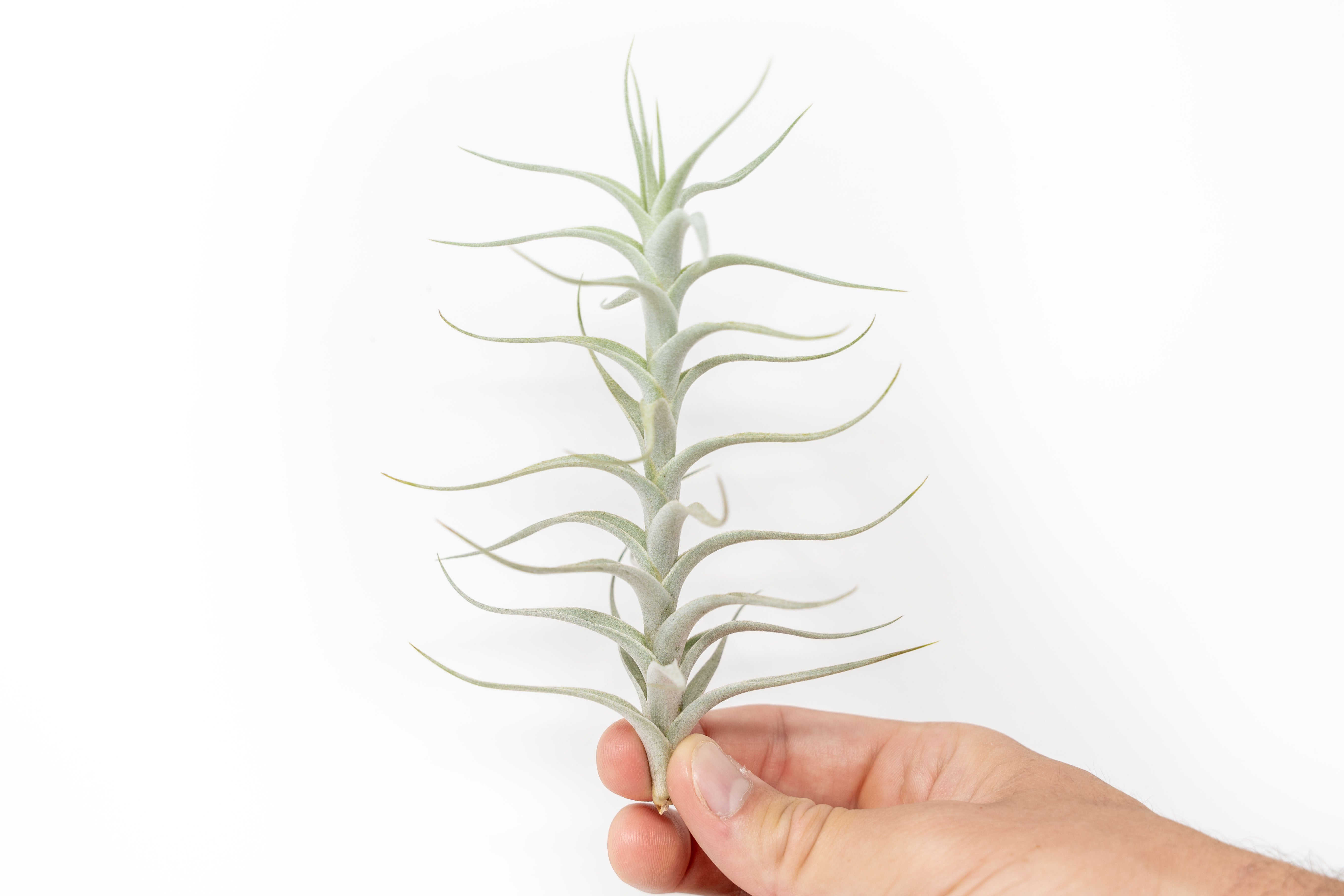 Tillandsia Albida 'Minor' Air Plant-airplant-The Succulent Source