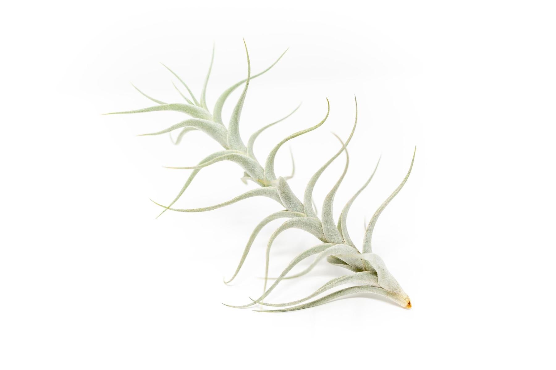 Tillandsia Albida 'Minor' Air Plants-airplant-The Succulent Source