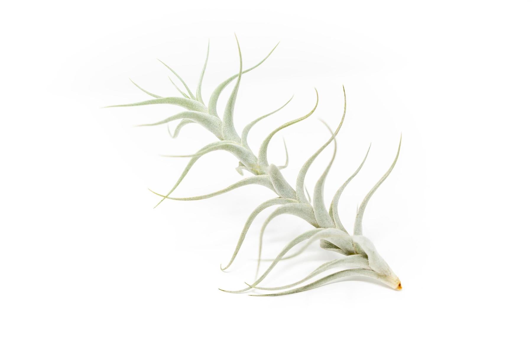 Tillandsia Albida 'Minor' Air Plants-airplant-The Succulent Source