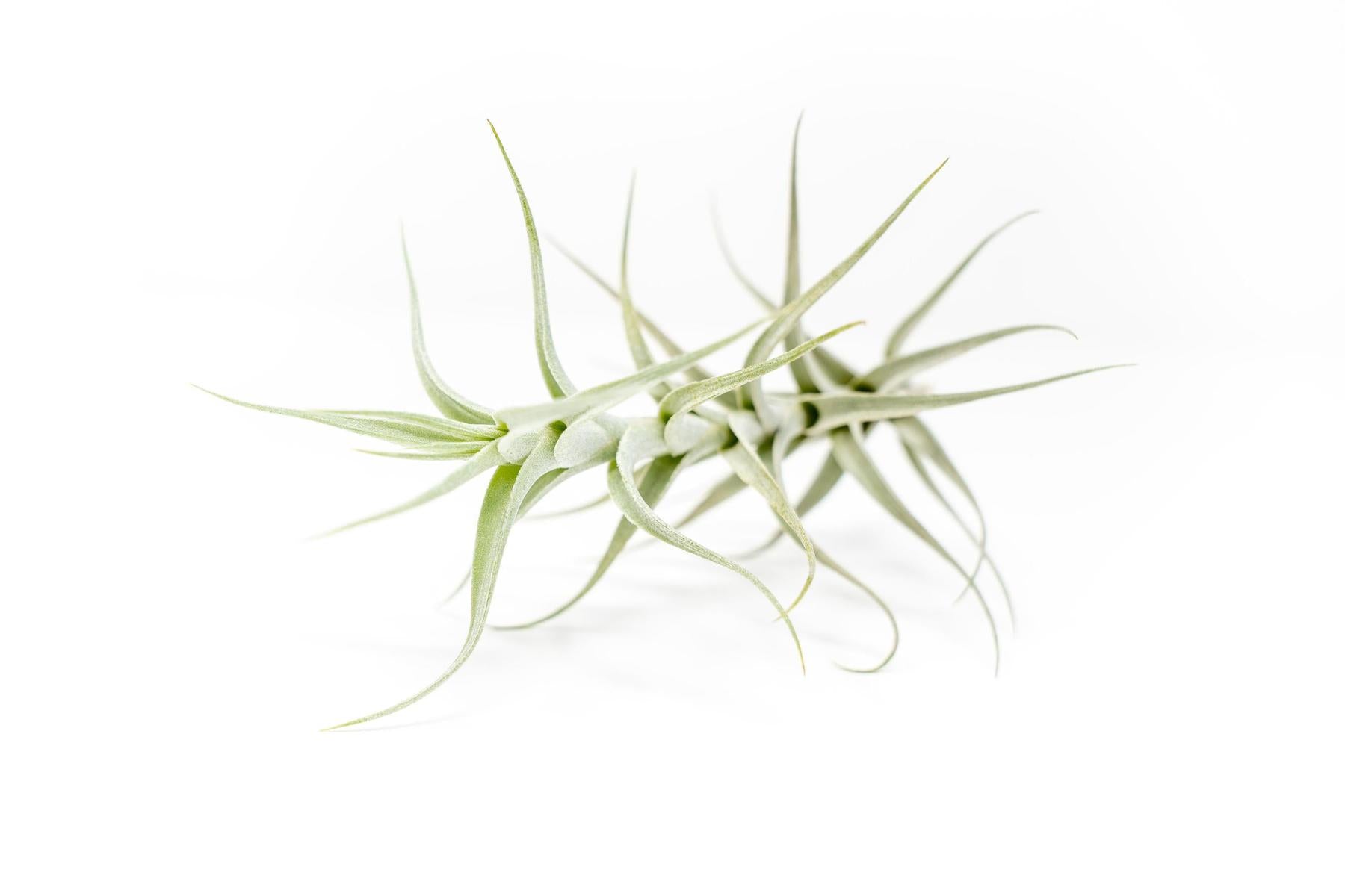 Tillandsia Albida 'Minor' Air Plants-airplant-The Succulent Source