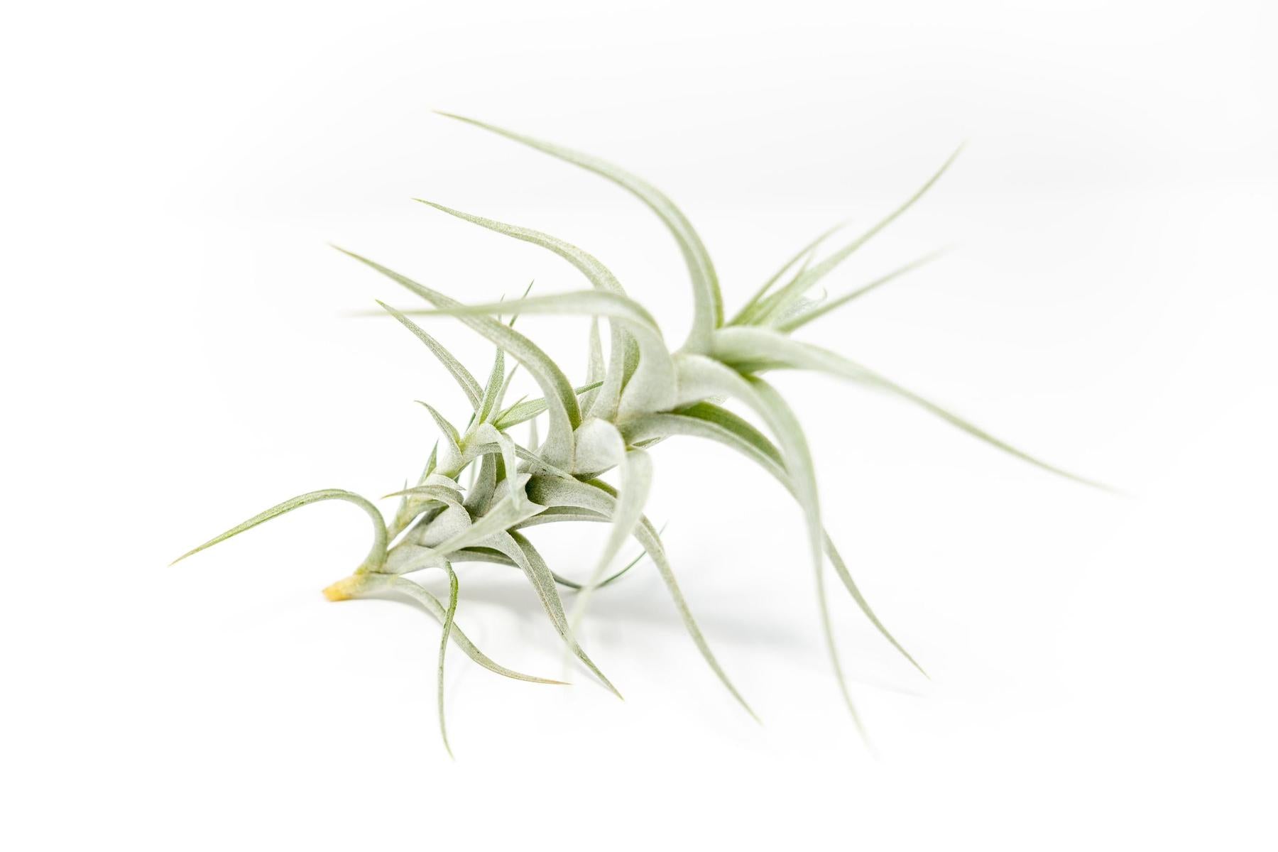 Tillandsia Albida 'Minor' Air Plants-airplant-The Succulent Source