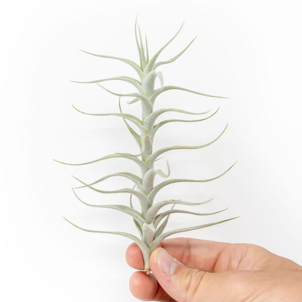 Tillandsia Albida 'Minor' Air Plants