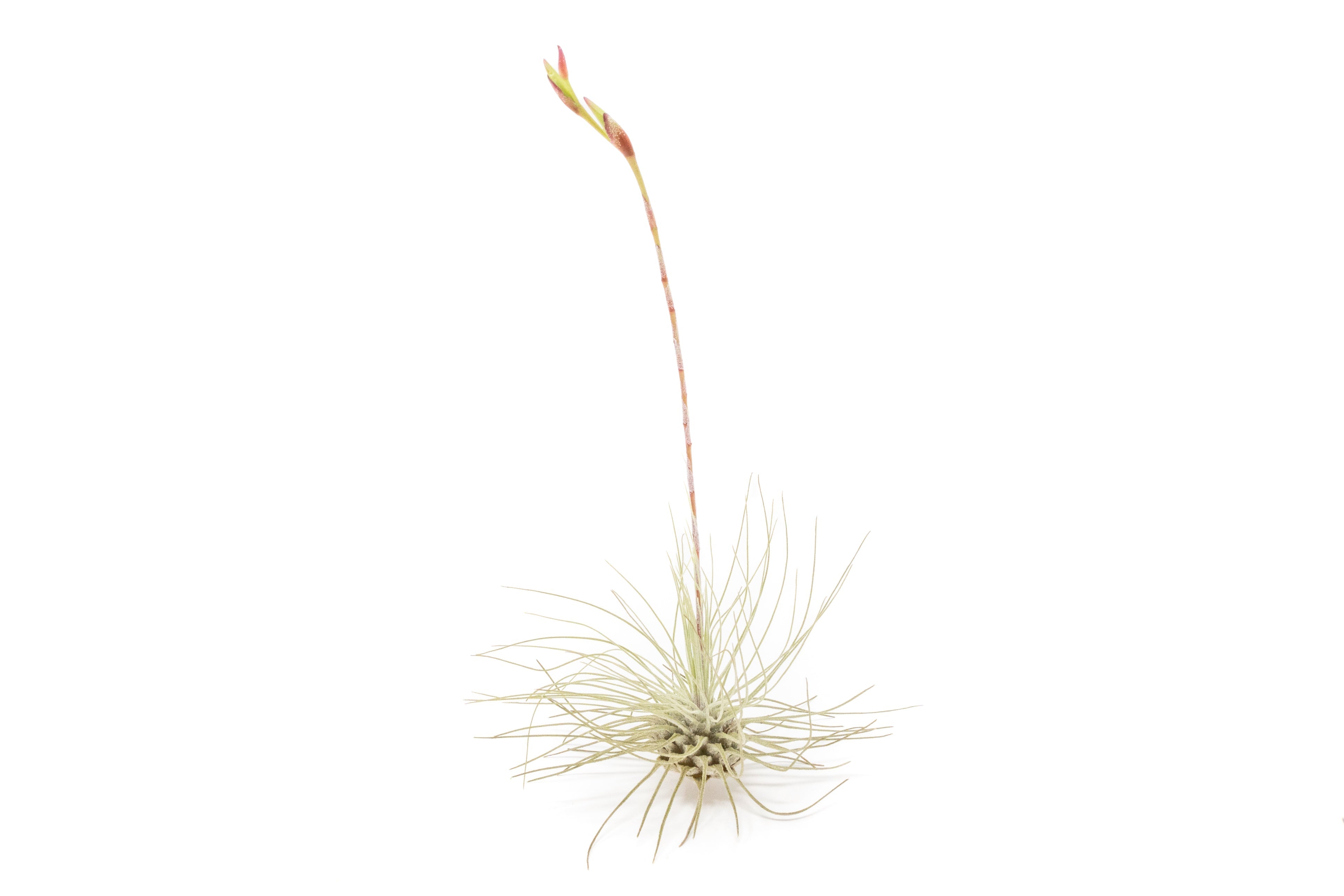 Tillandsia Argentea Thin Air Plants-airplant-The Succulent Source