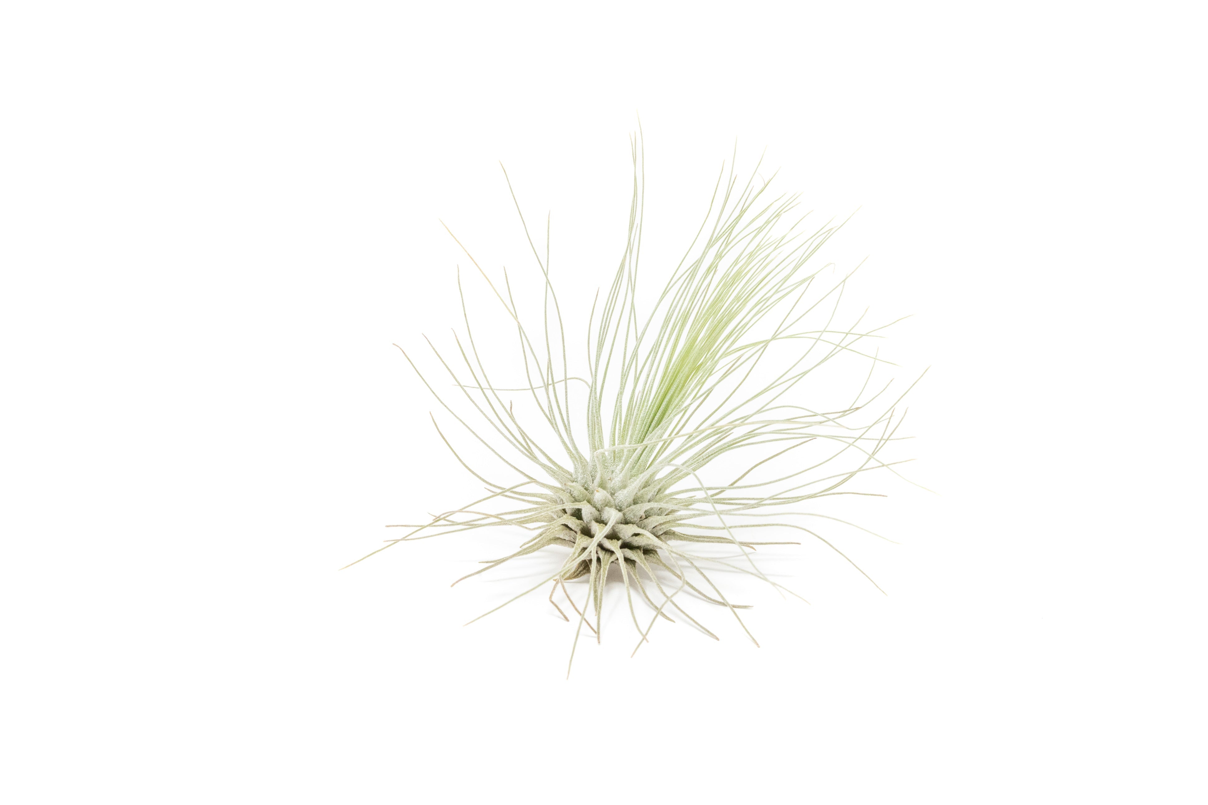 Tillandsia Argentea Thin Air Plants-airplant-The Succulent Source