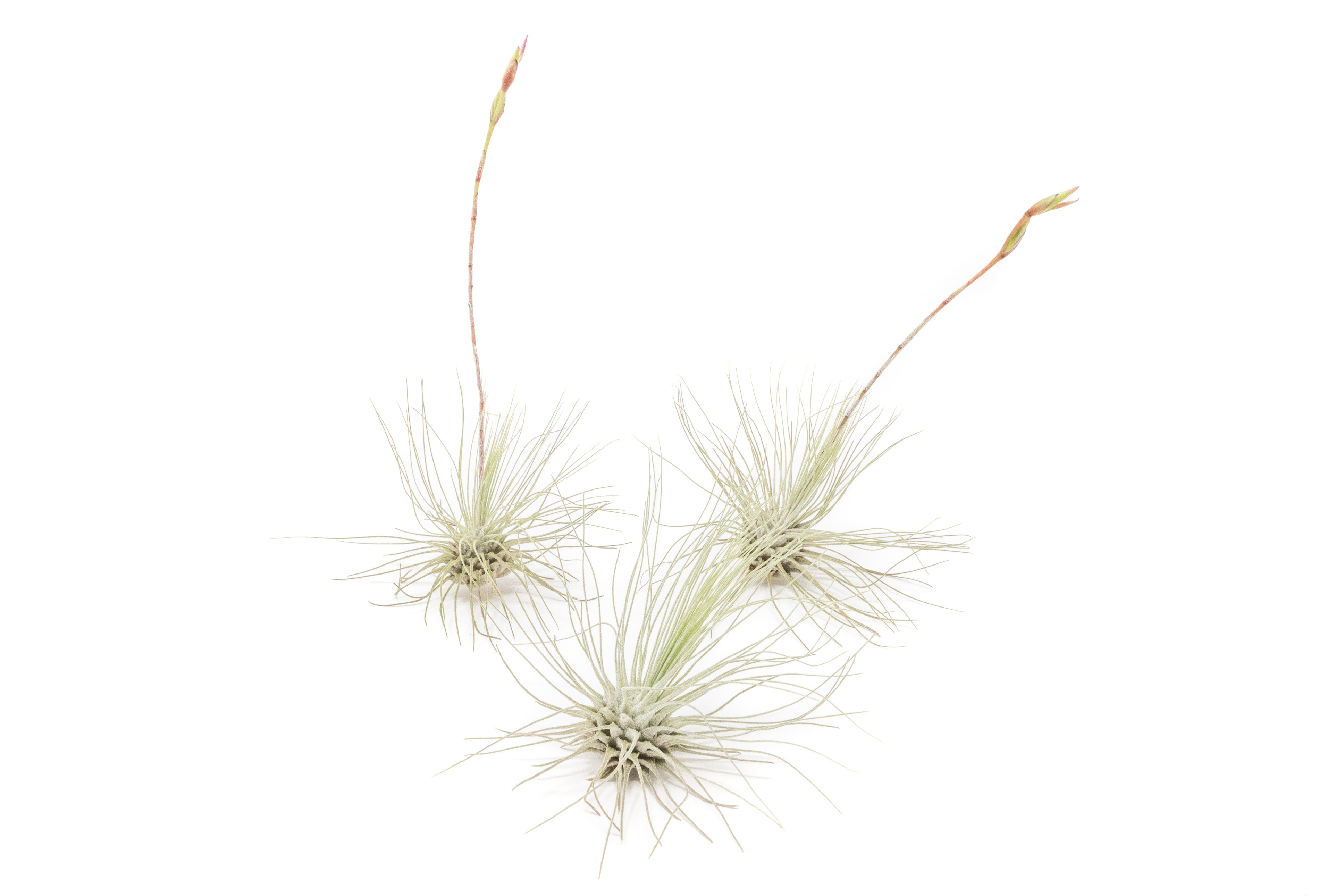 Tillandsia Argentea Thin Air Plants-airplant-The Succulent Source