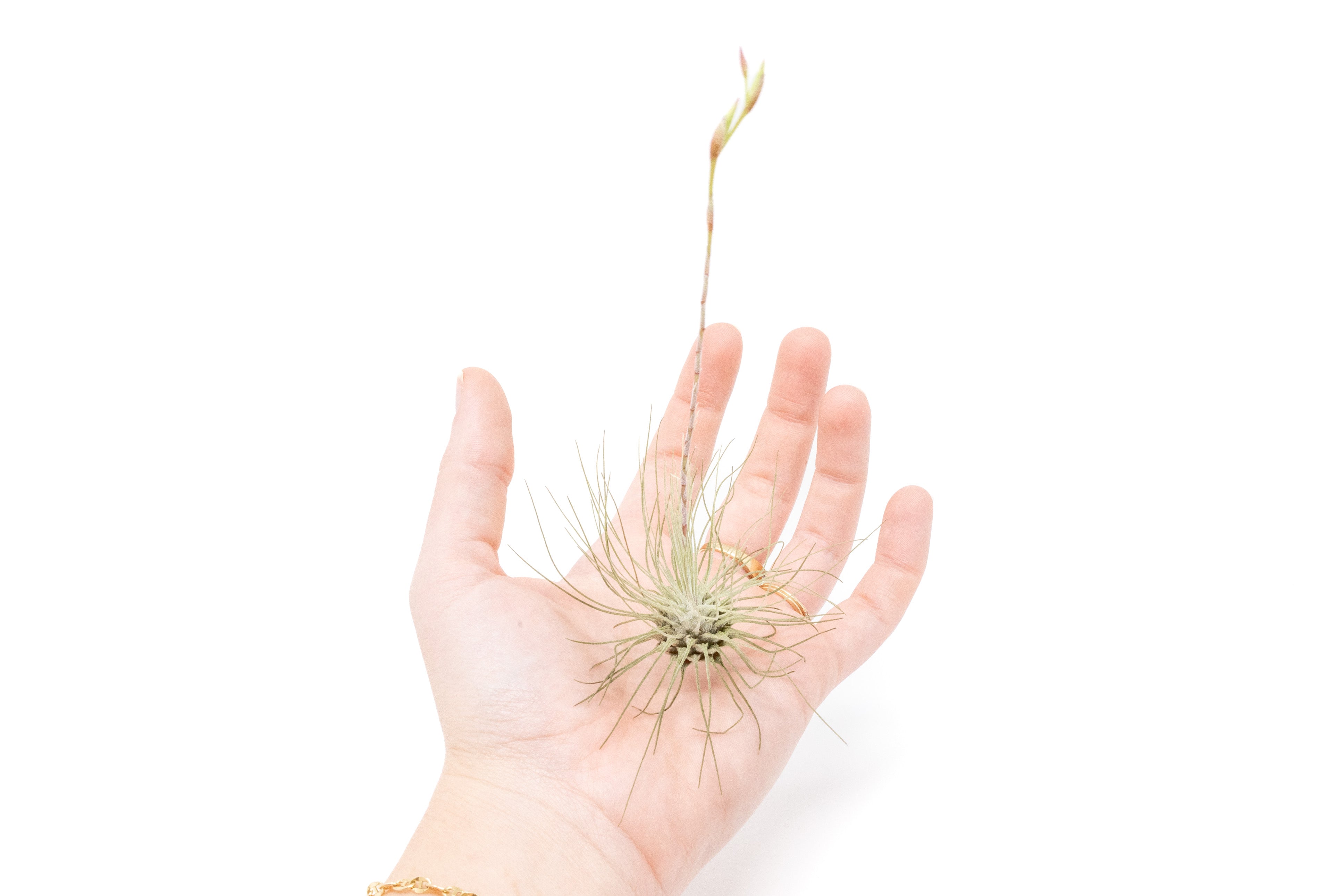 Tillandsia Argentea Thin Air Plants-airplant-The Succulent Source