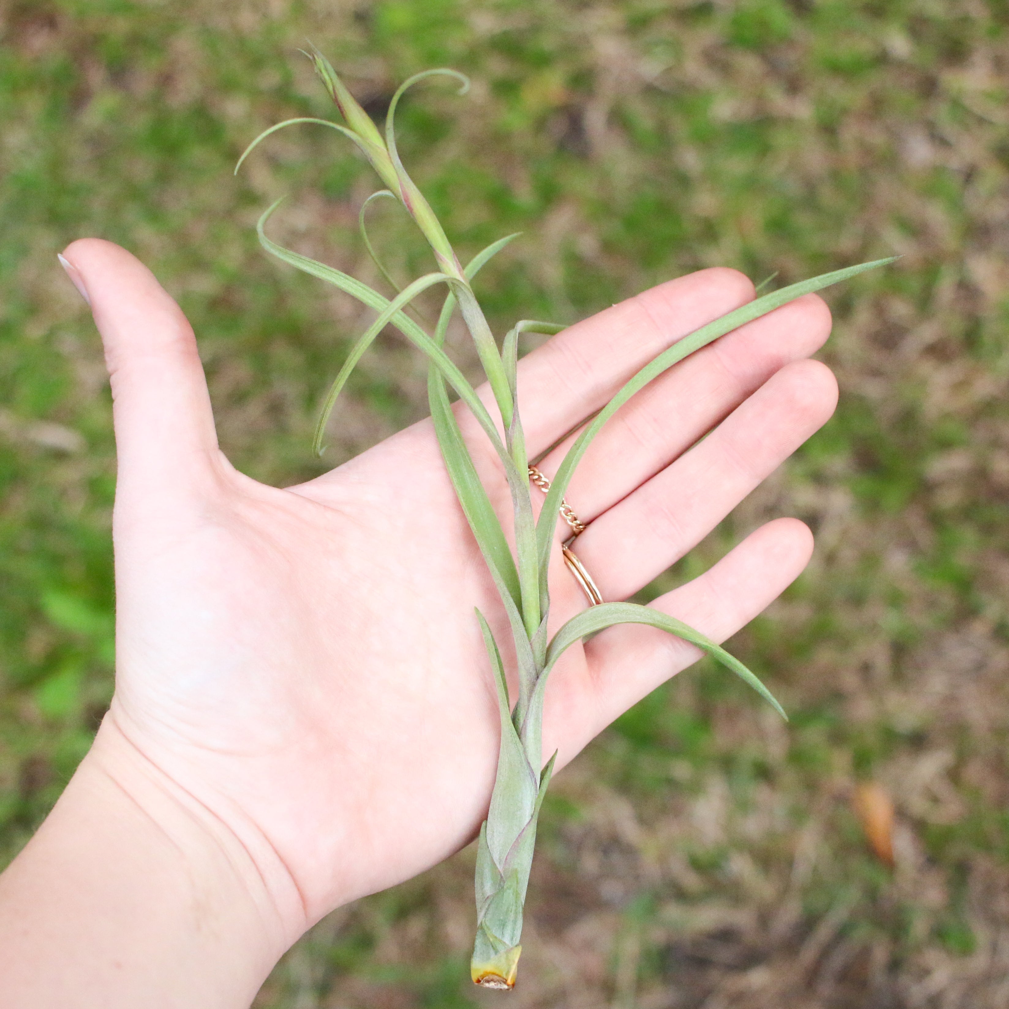 Tillandsia Balbisiana Air Plants-airplant-The Succulent Source