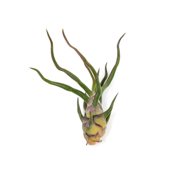 tillandsia bulbosa air plant Tillandsia Bulbosa Guatemala Air Plants
