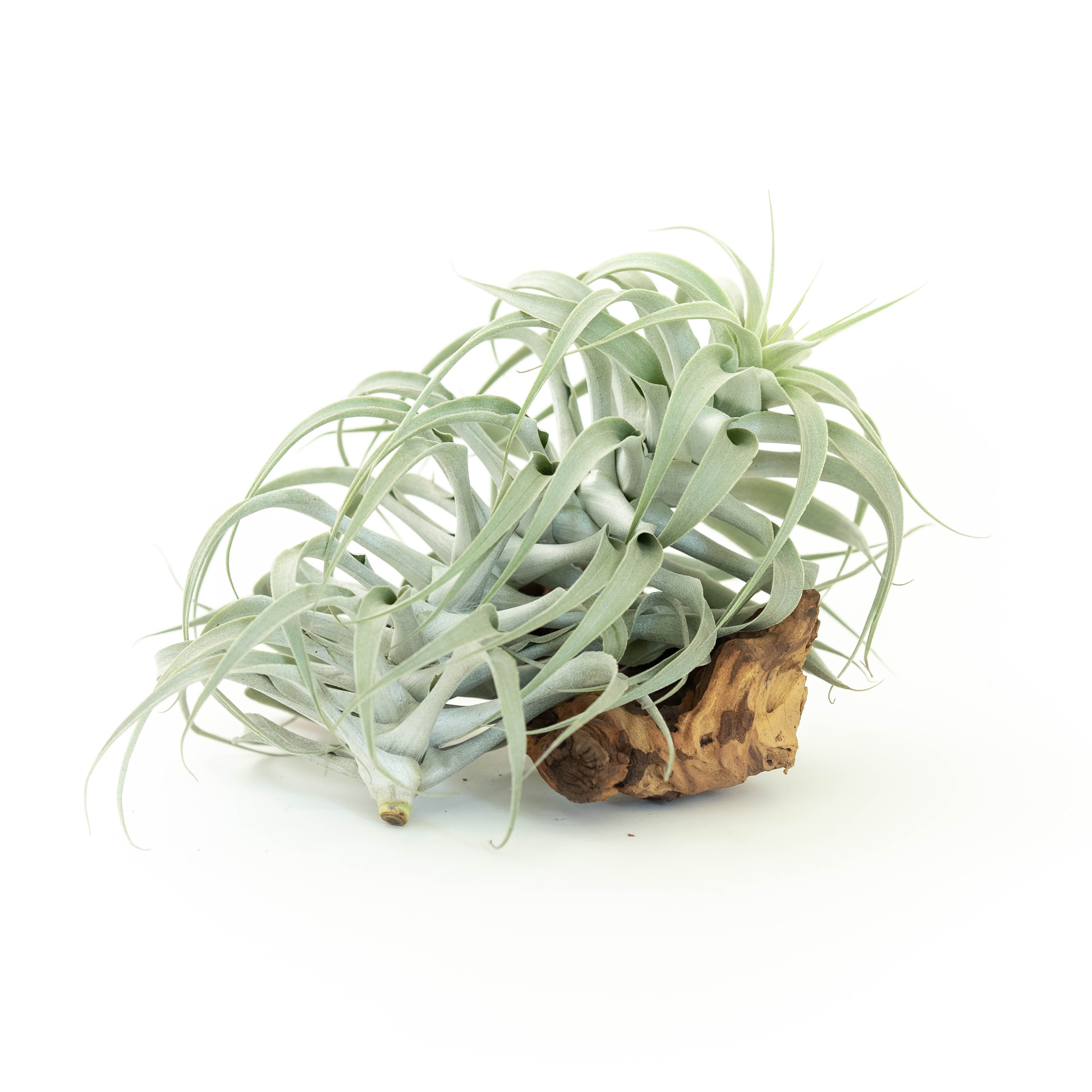 Tillandsia Cacticola Long Form Silver Air Plants-airplant-The Succulent Source