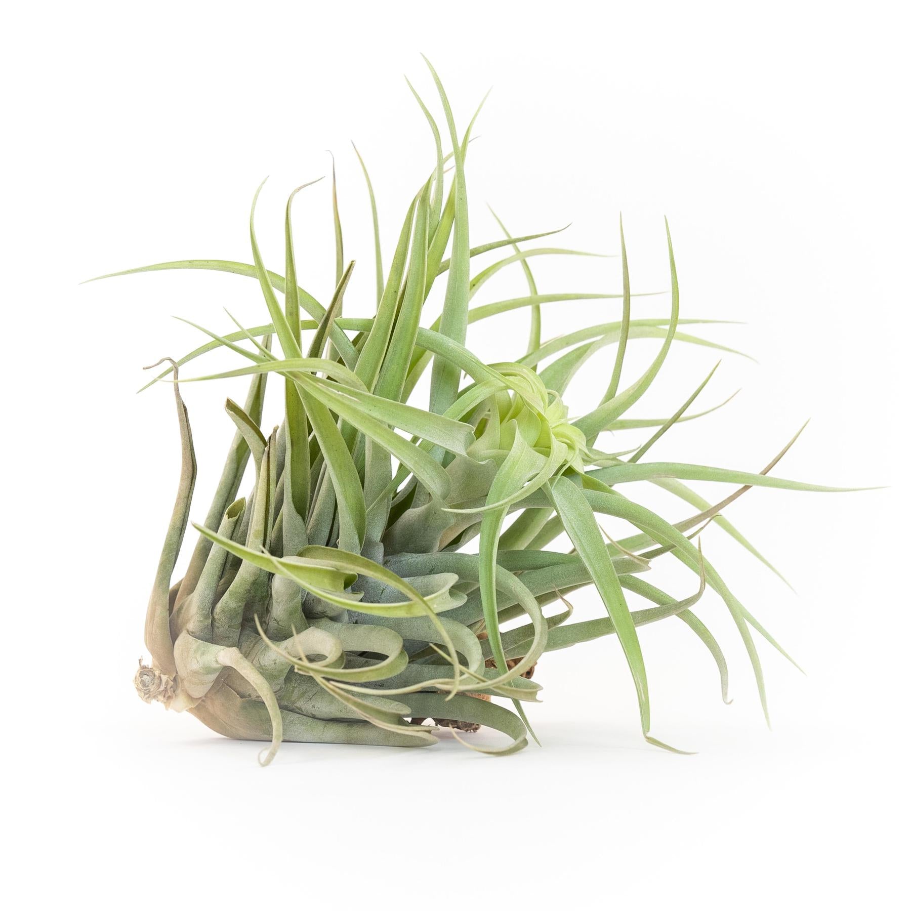 Tillandsia Capitata Salmon Air Plants-airplant-The Succulent Source