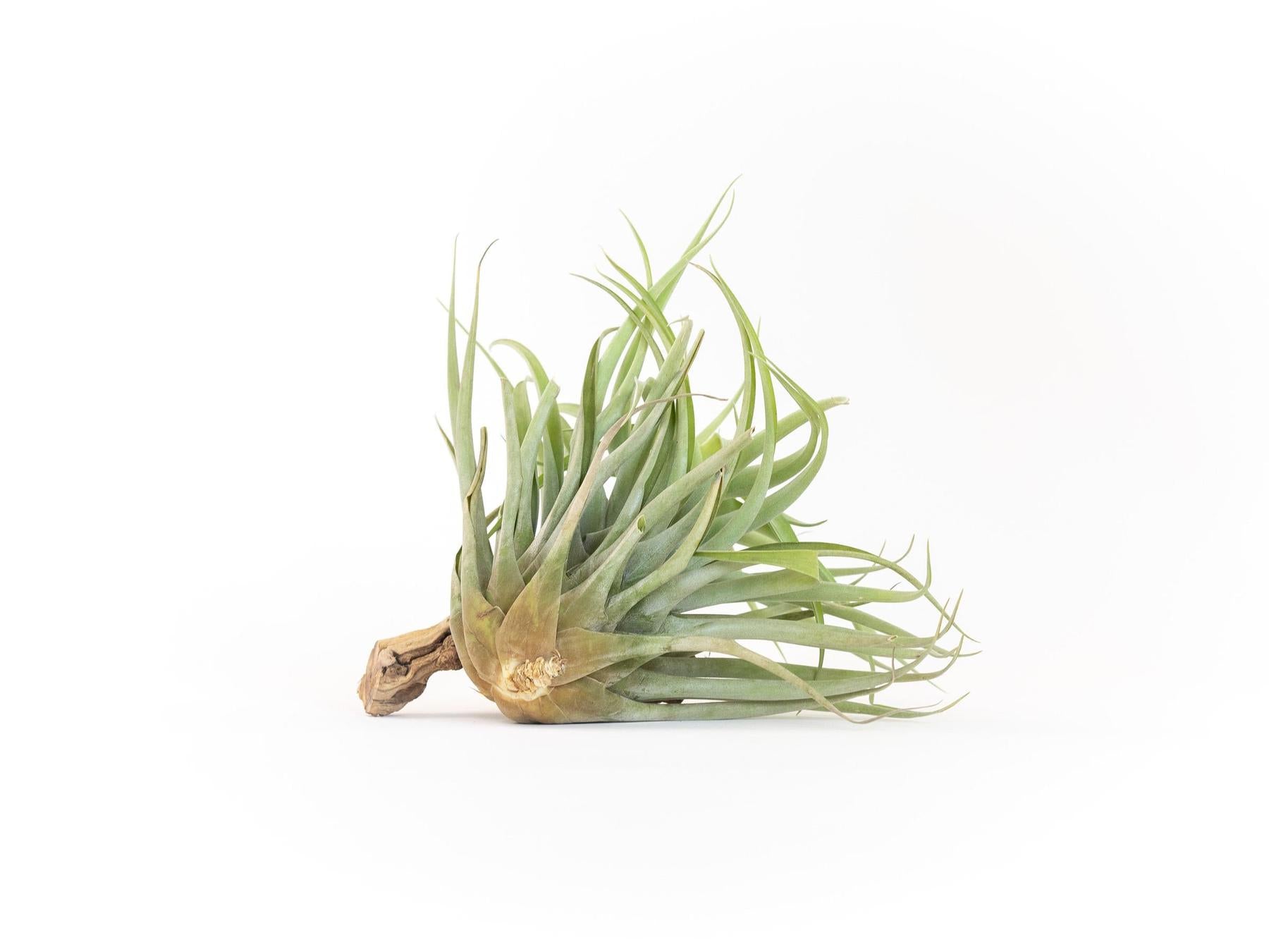 Tillandsia Capitata Salmon Air Plants-airplant-The Succulent Source