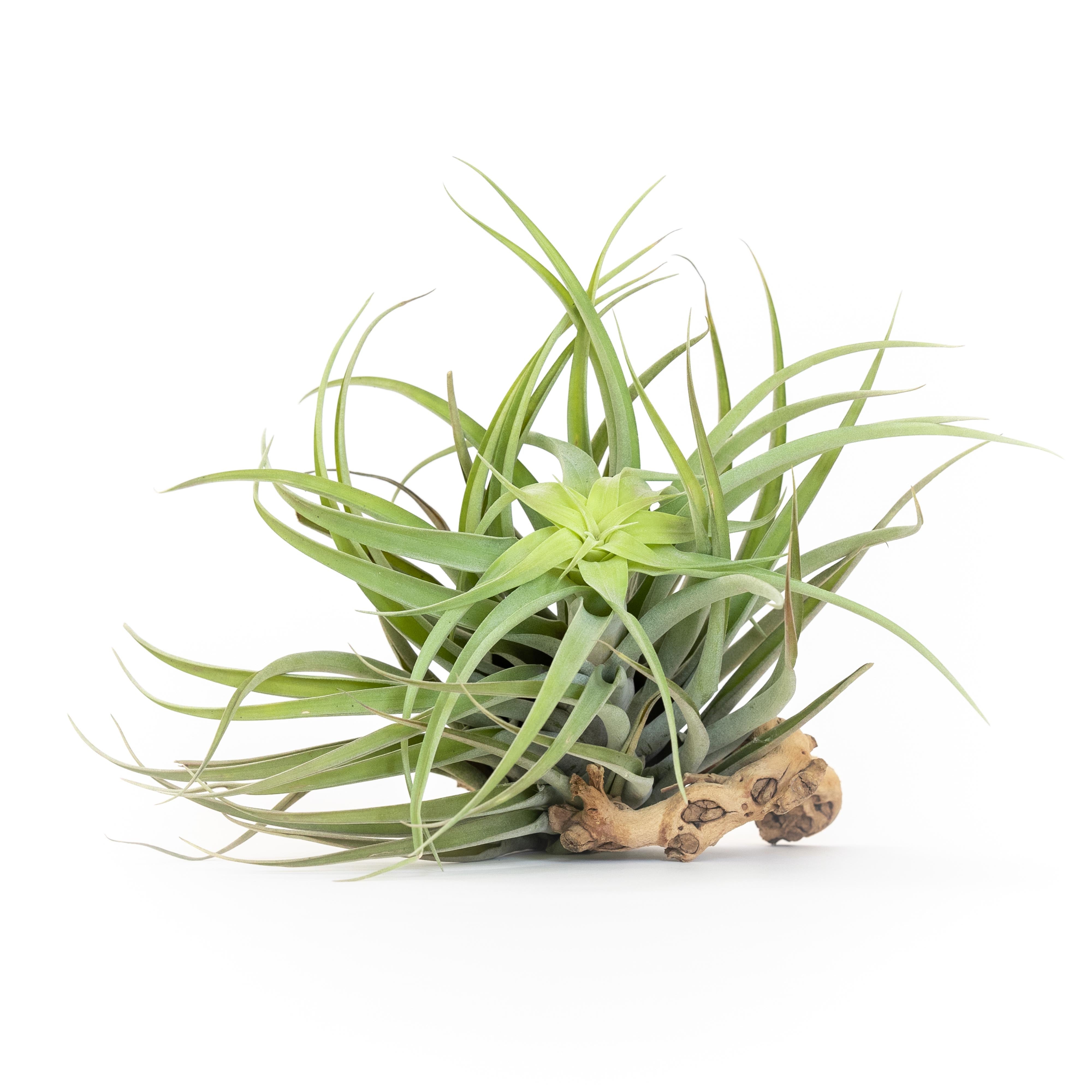 Tillandsia Capitata Salmon Air Plants-airplant-The Succulent Source