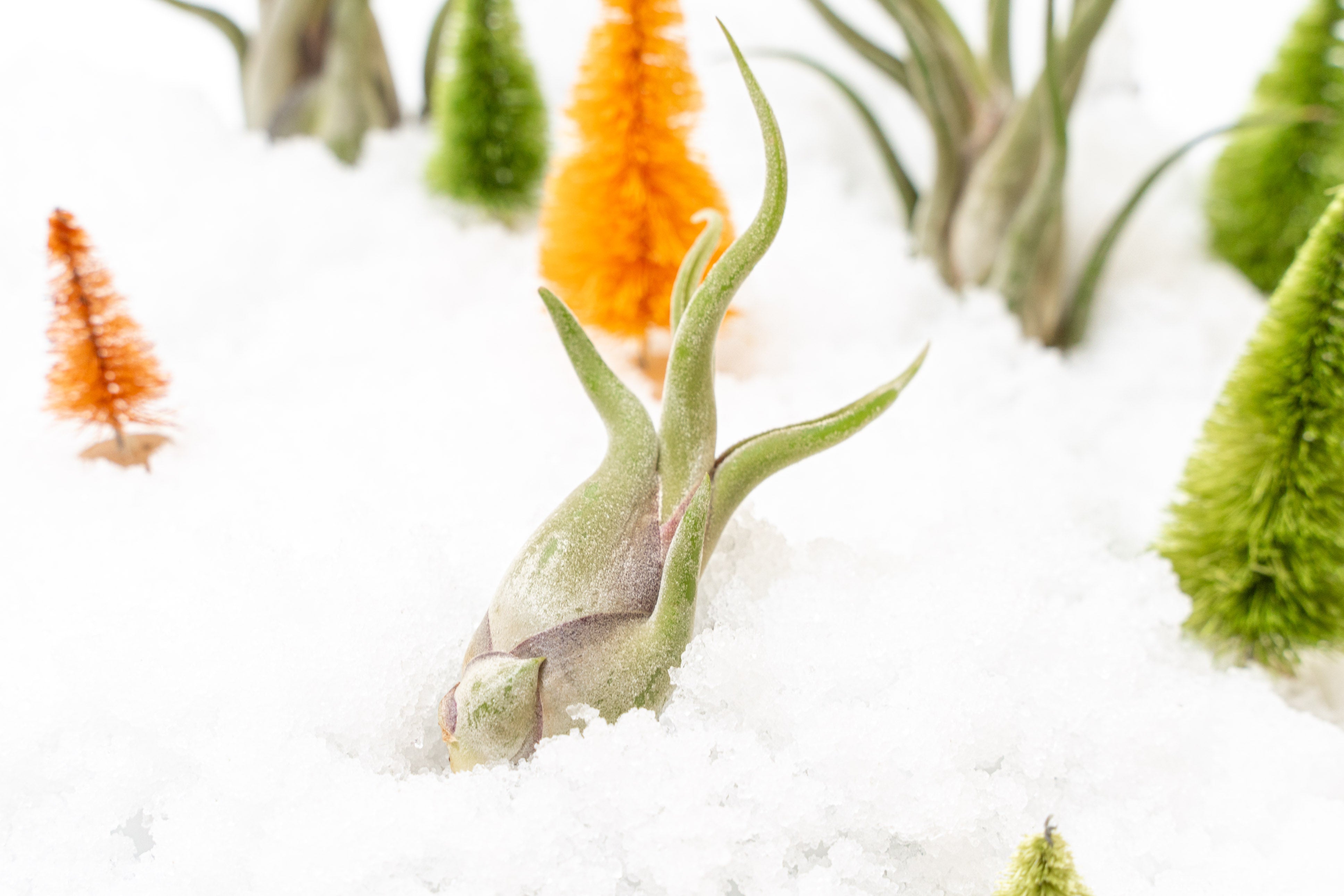 Tillandsia Caput Medusae Air Plants-airplant-The Succulent Source