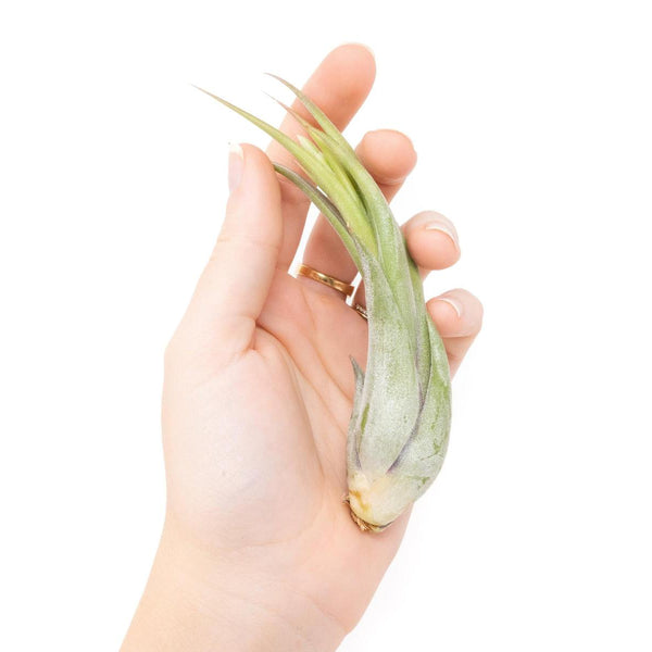 paucifolia air plant Tillandsia Circinata 'Paucifolia' Air Plants