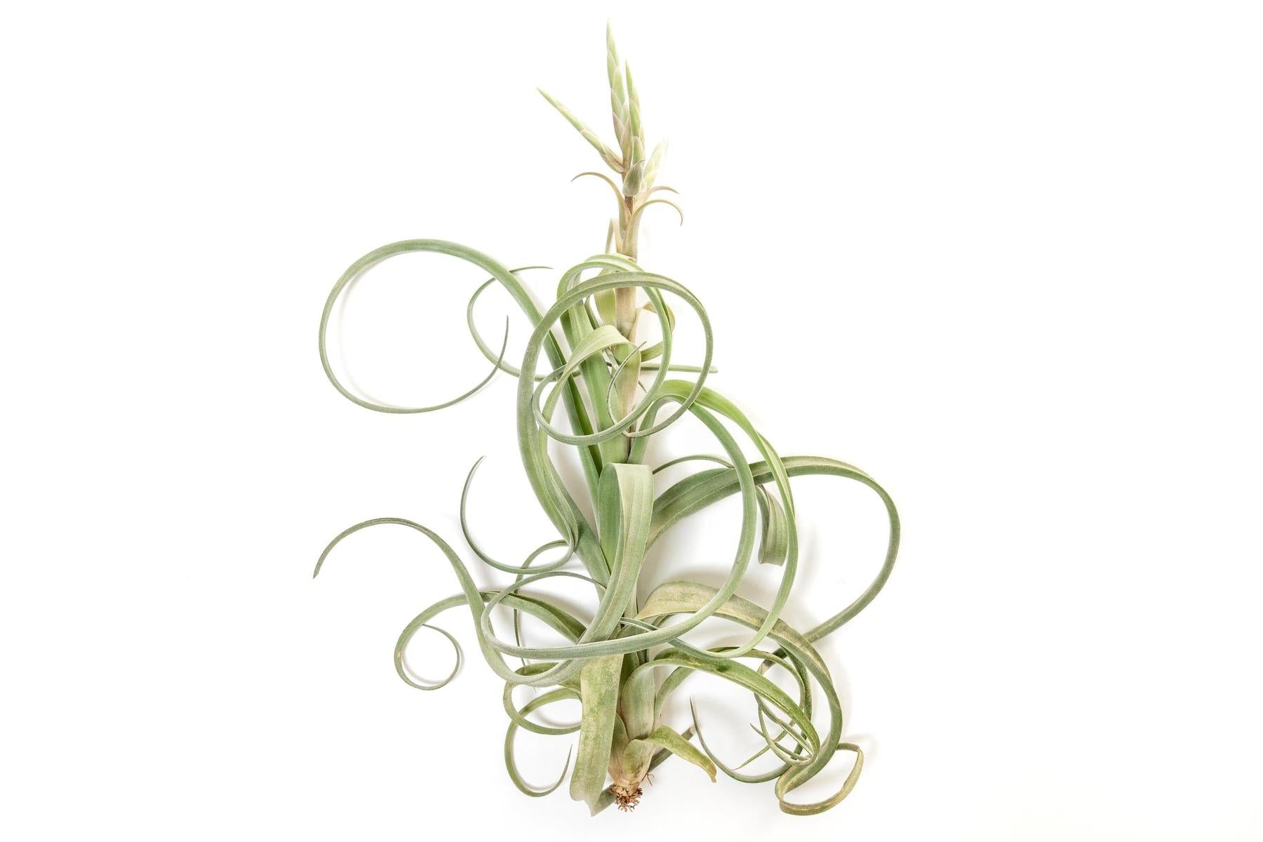 Tillandsia Curly Slim (T. Intermedia x T. Streptophylla) Air