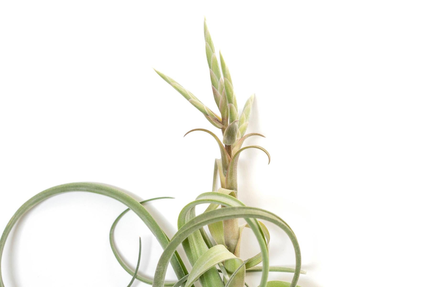 Tillandsia Curly Slim (T. Intermedia x T. Streptophylla) Air Plant-airplant-The Succulent Source