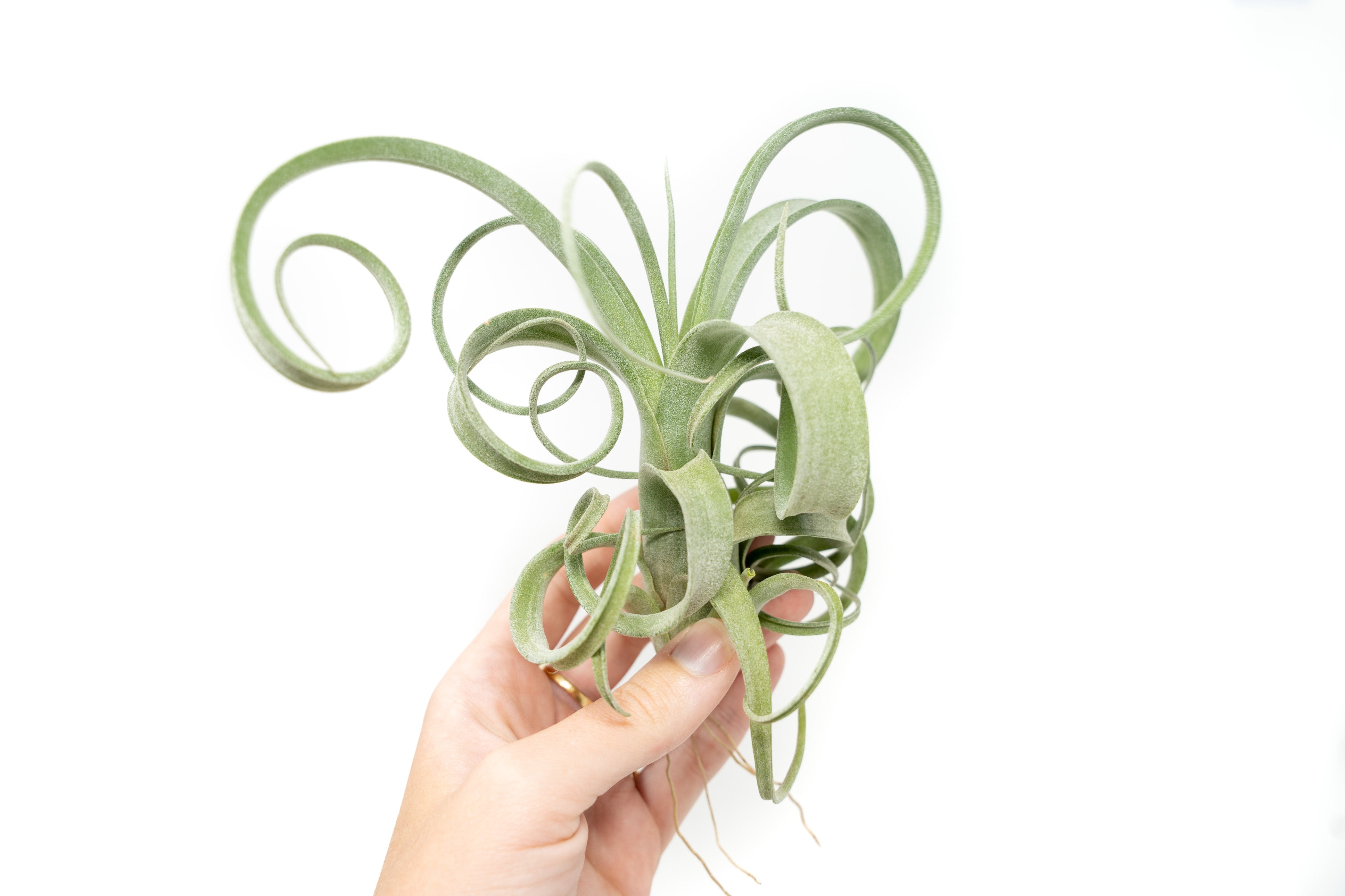 Tillandsia Curly Slim (T. Intermedia x T. Streptophylla) Air Plant-airplant-The Succulent Source