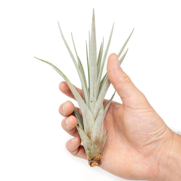Tillandsia Fasciculata Tricolor Golden Torch Air Plants - Wedding
