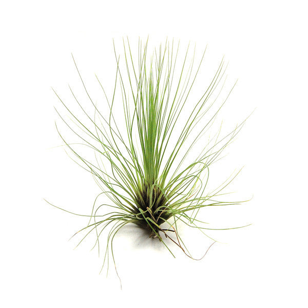 air plants philadelphia Tillandsia Filifolia Air Plants