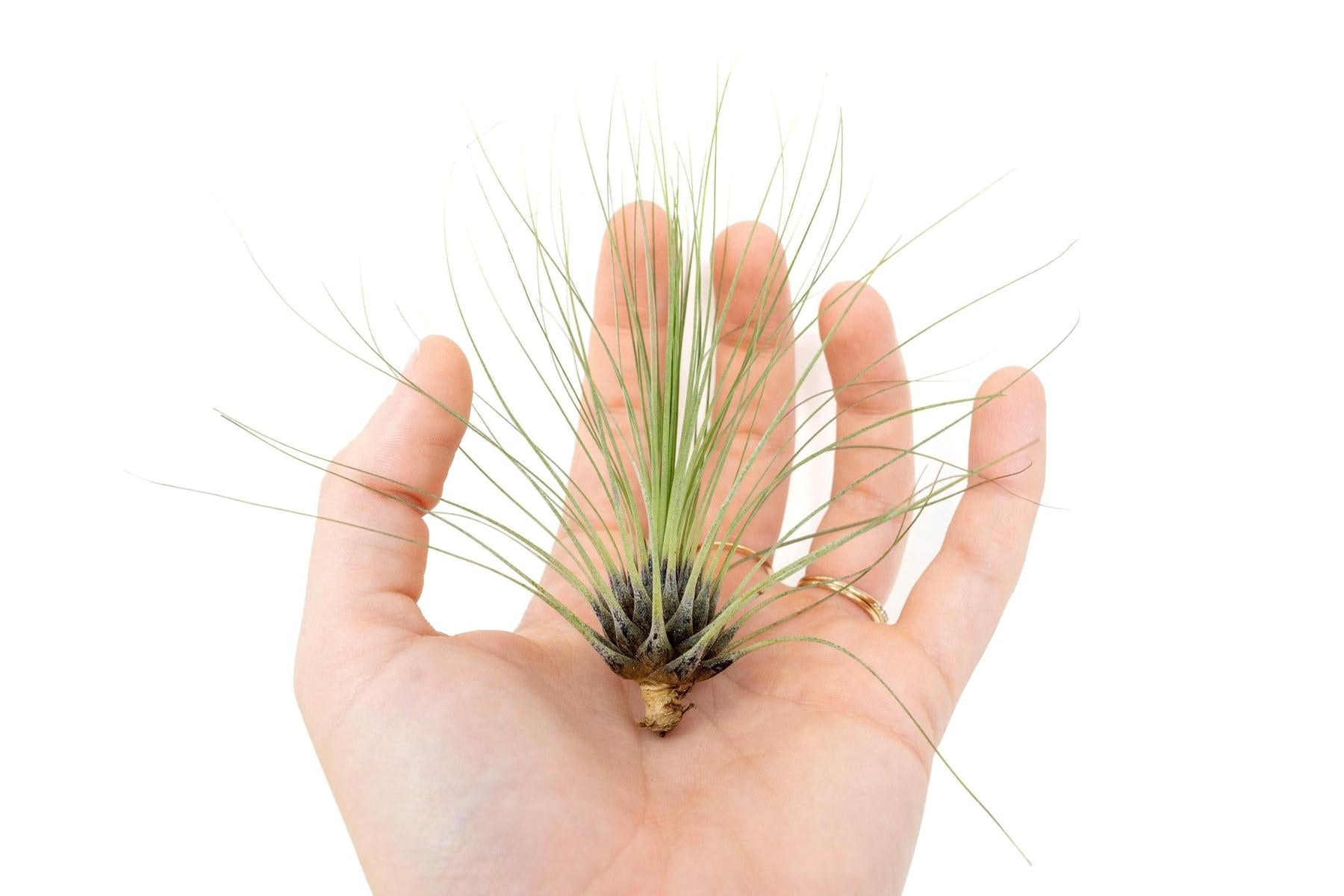 Tillandsia Filifolia Air Plants-airplant-The Succulent Source