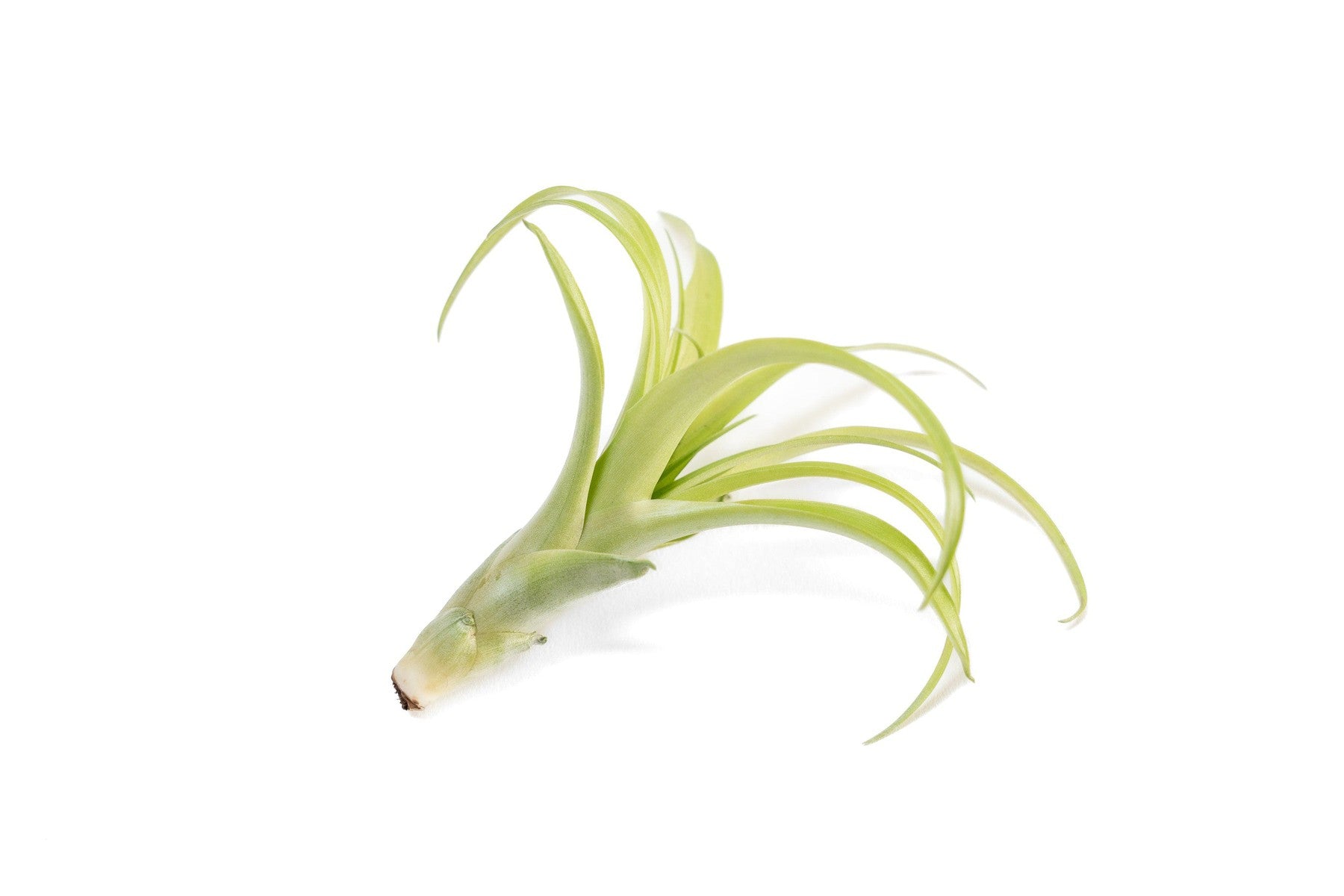 Tillandsia Flabellata Air Plants-airplant-The Succulent Source