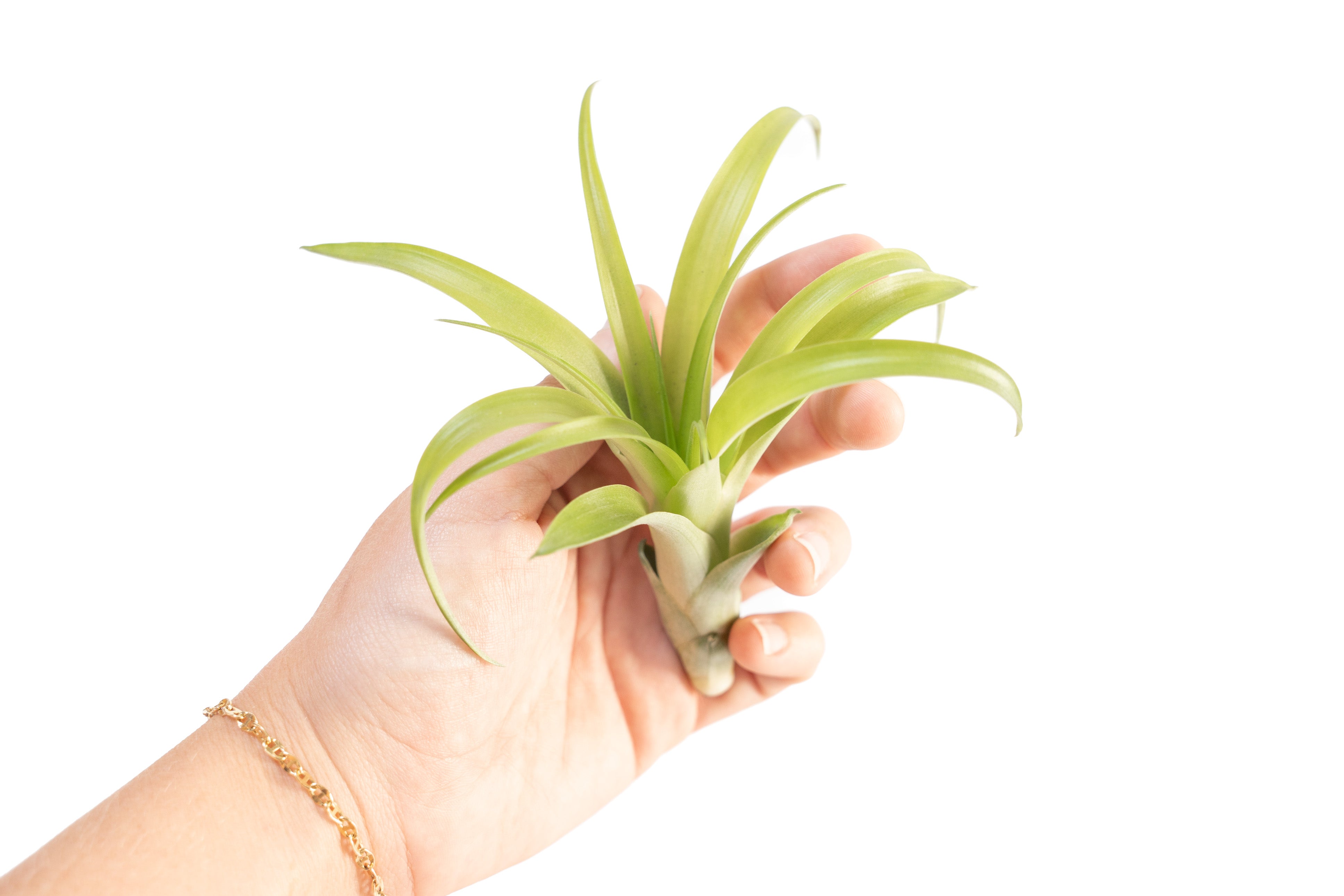 Tillandsia Flabellata Air Plants-airplant-The Succulent Source