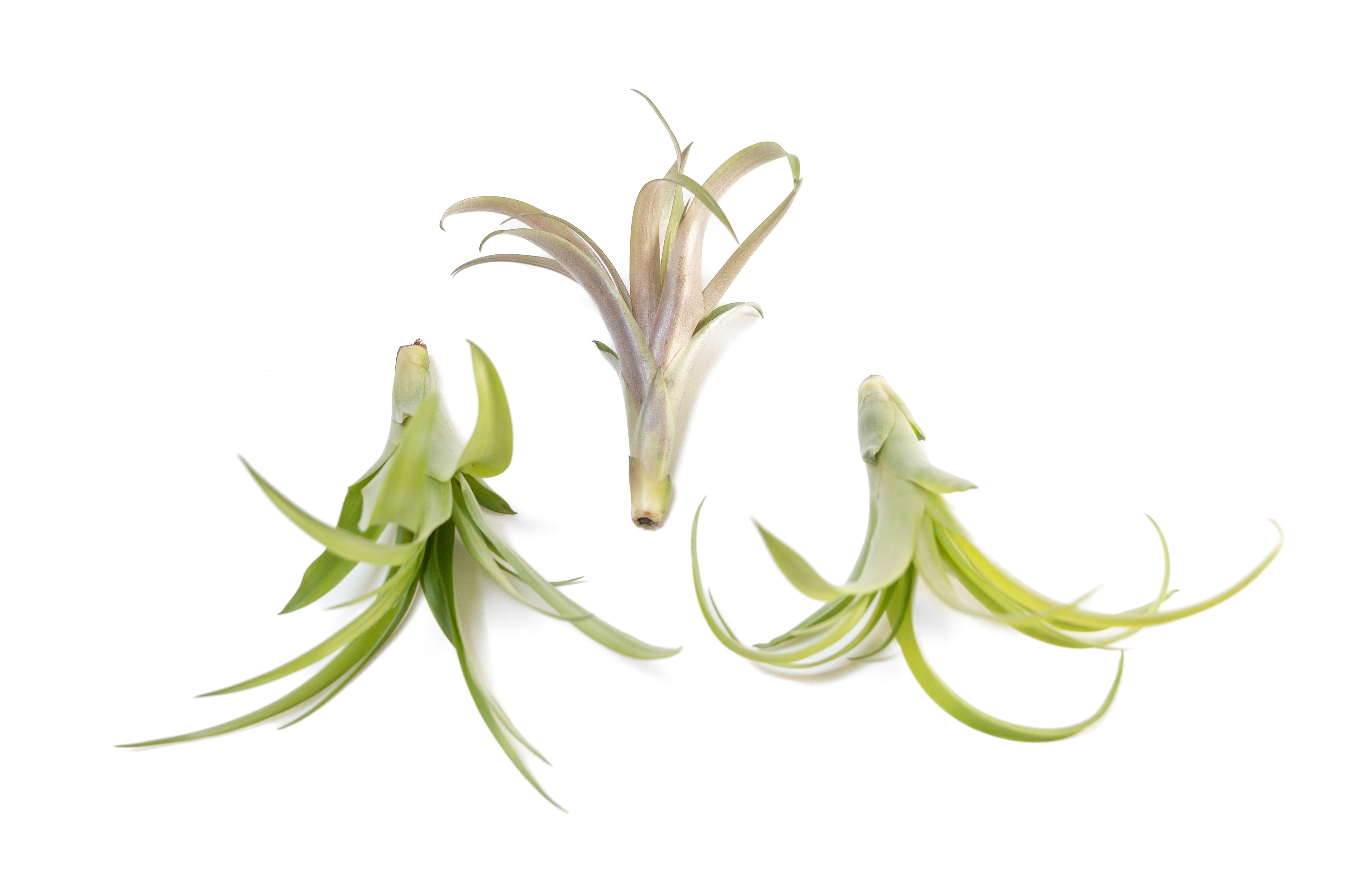 Tillandsia Flabellata Air Plants-airplant-The Succulent Source