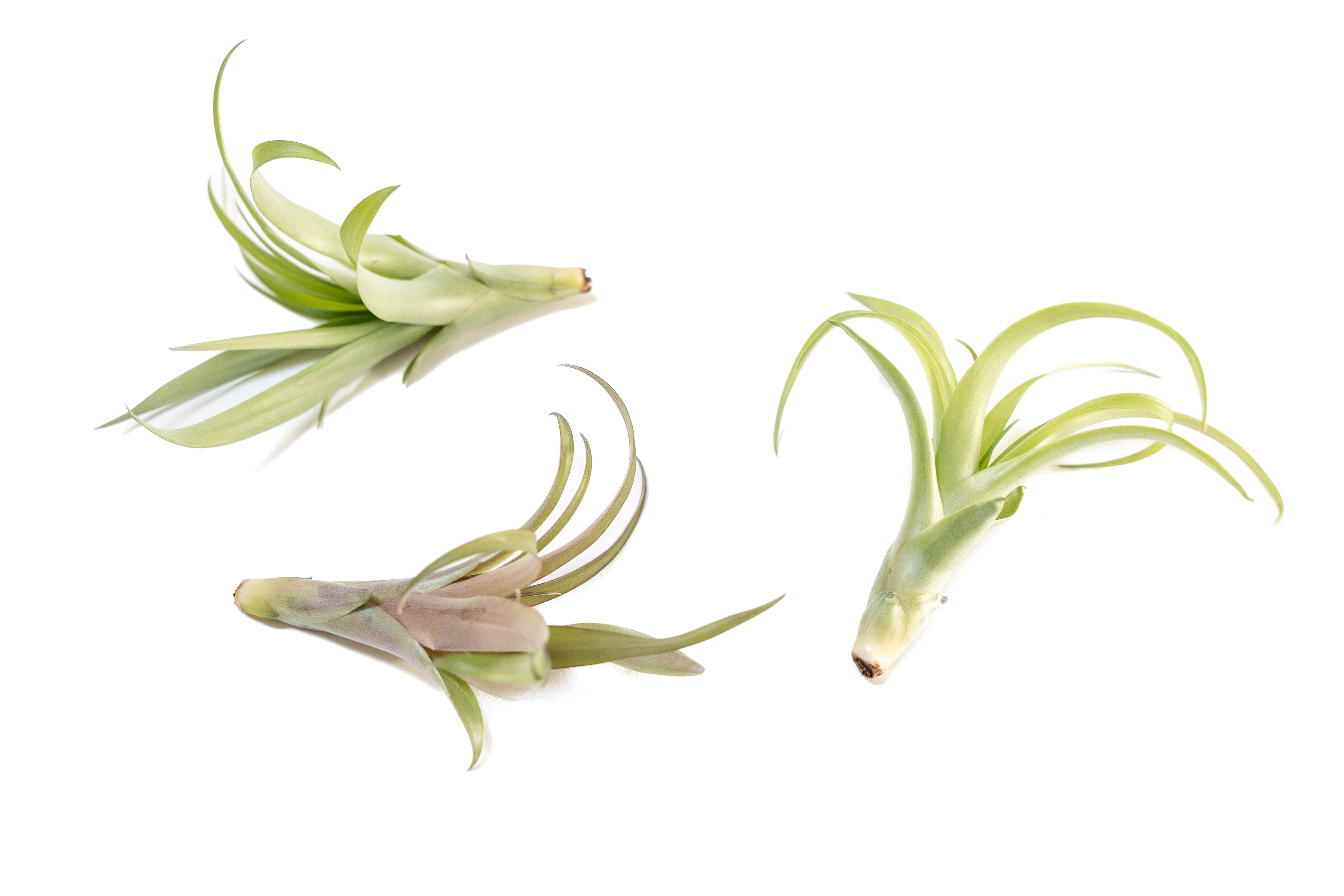 Tillandsia Flabellata Air Plants-airplant-The Succulent Source