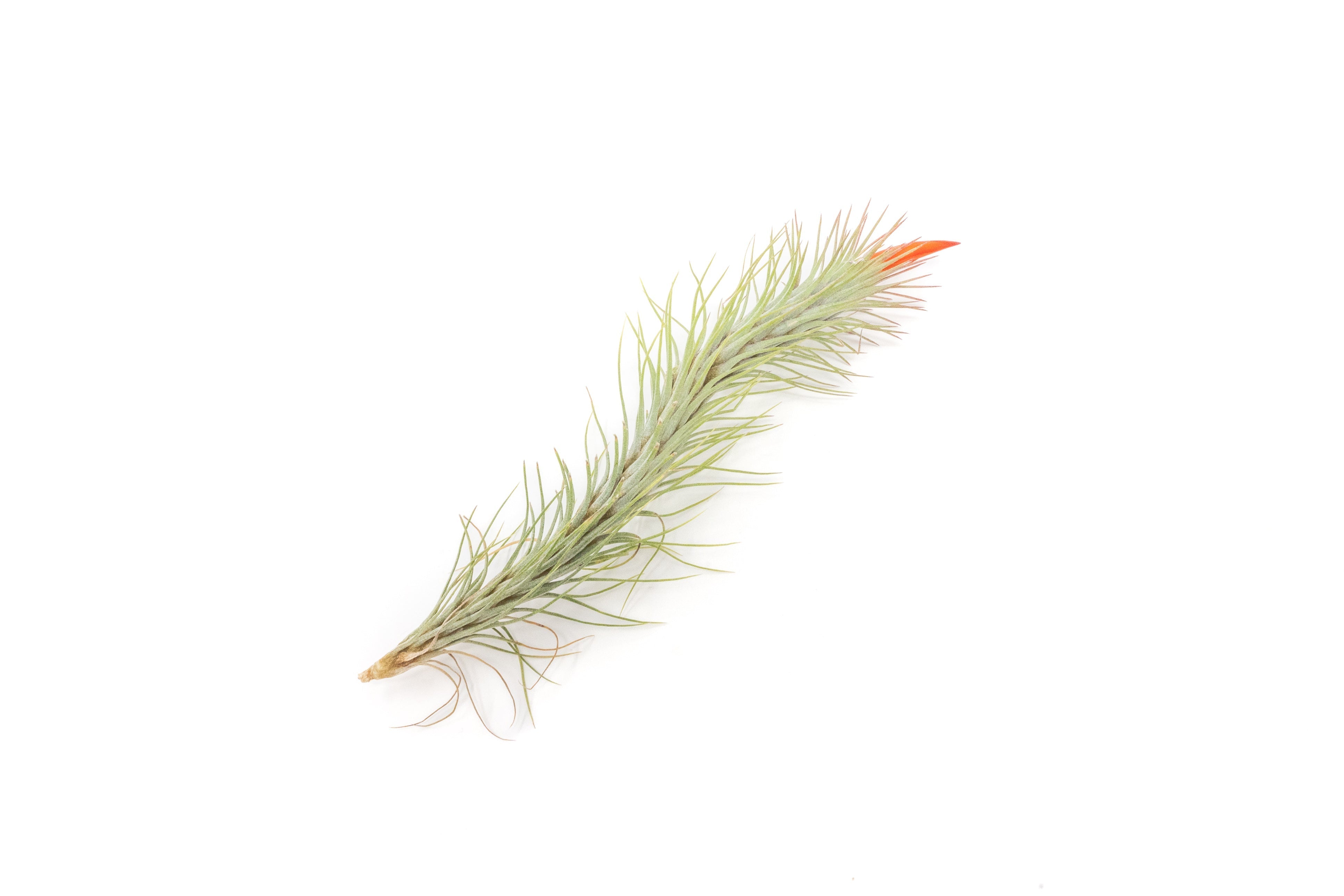 Tillandsia Funckiana Air Plants-airplant-The Succulent Source