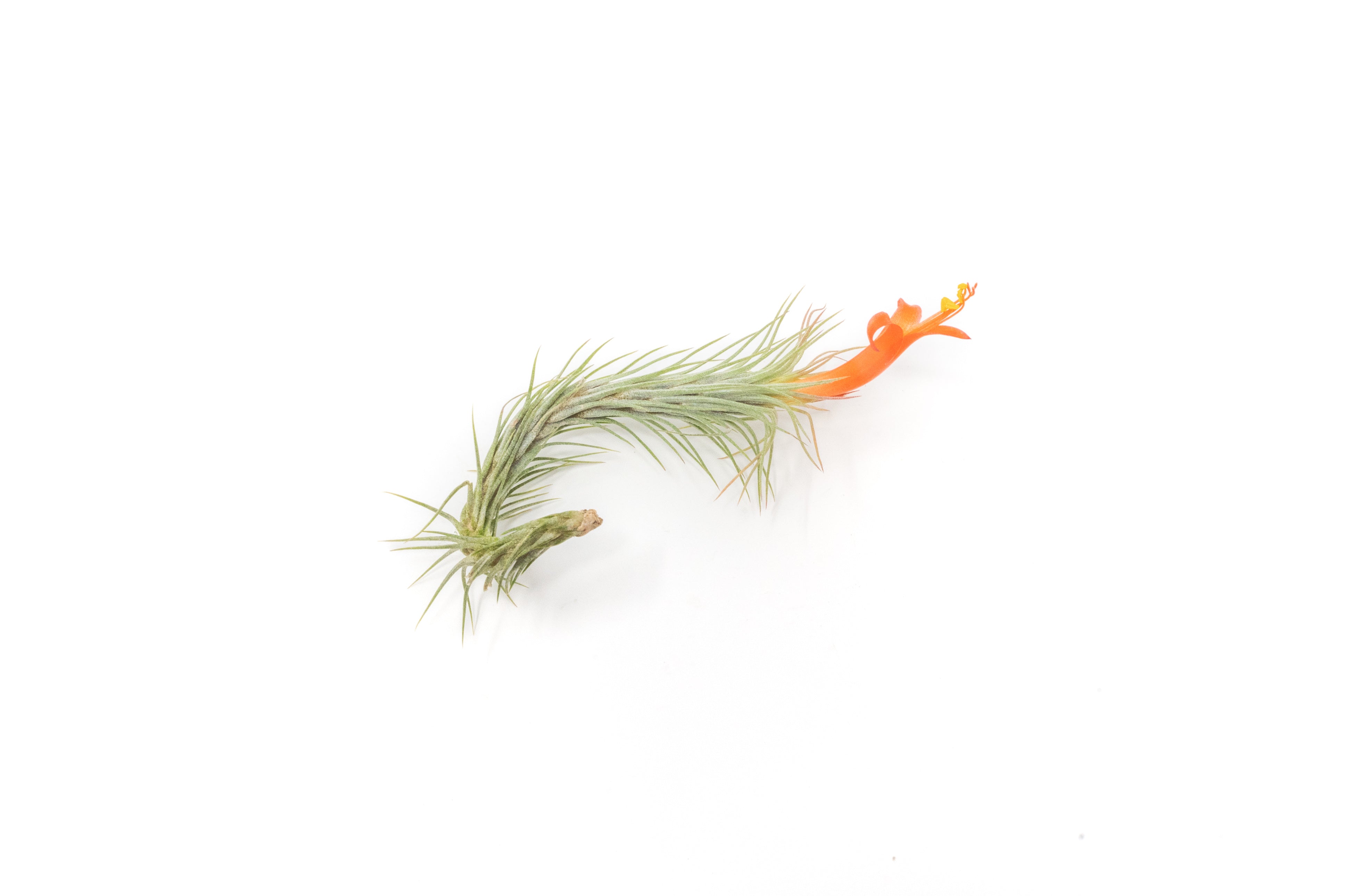 Tillandsia Funckiana Air Plants-airplant-The Succulent Source