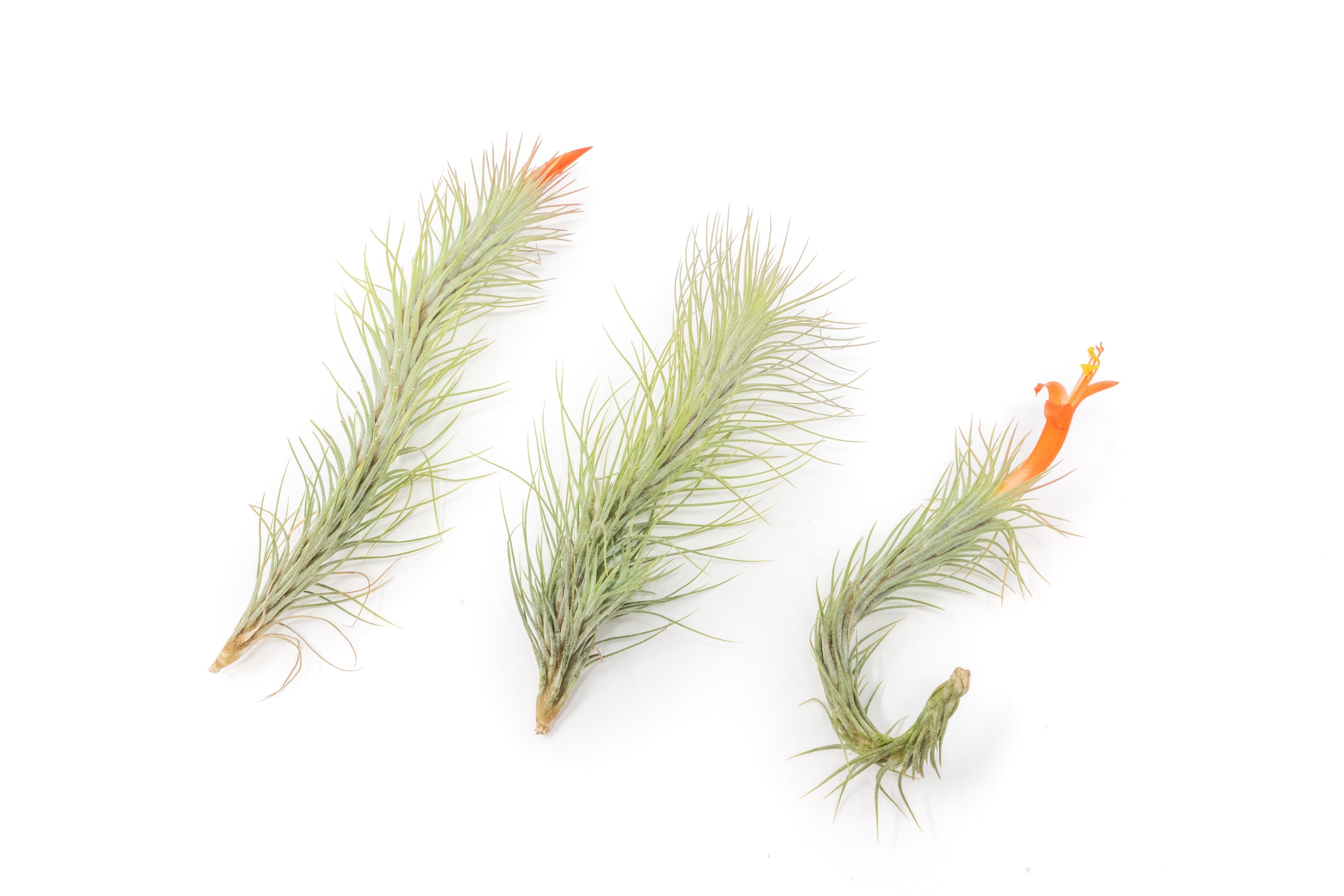 Tillandsia Funckiana Air Plants-airplant-The Succulent Source