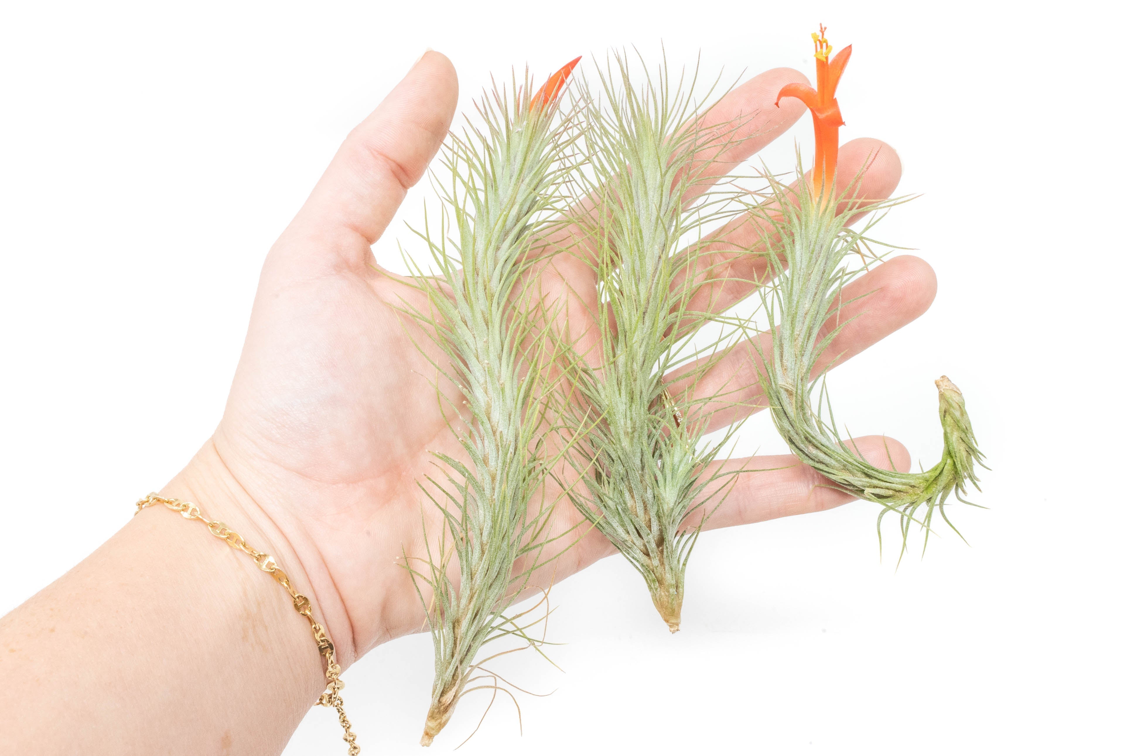 Tillandsia Funckiana Air Plants-airplant-The Succulent Source