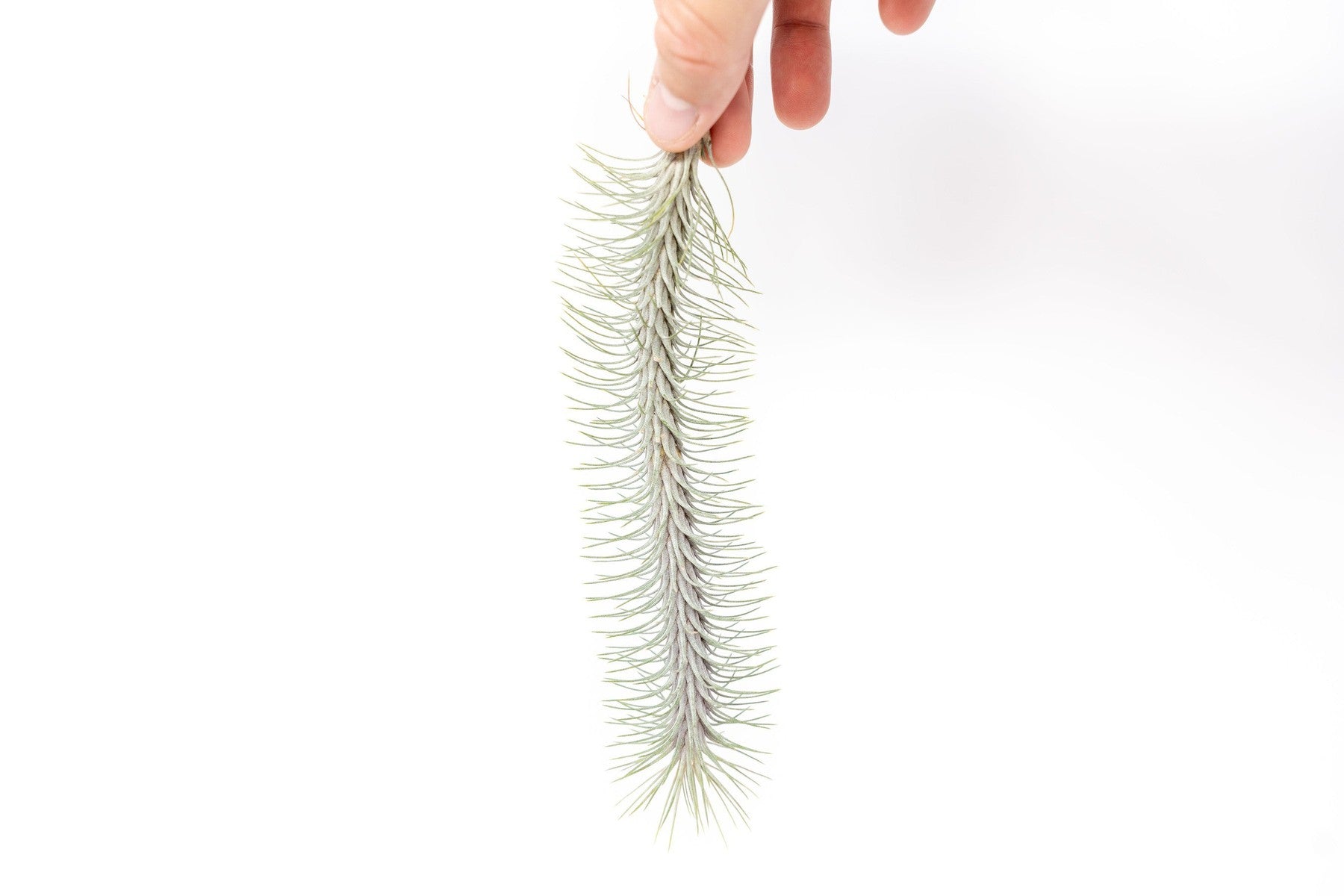 Tillandsia Funckiana v. Recurvifolia Air Plant - Wedding Succulent Favors &  Cactus for Sale