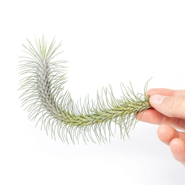 Tillandsia Funckiana v. Recurvifolia Air Plant - Wedding Succulent