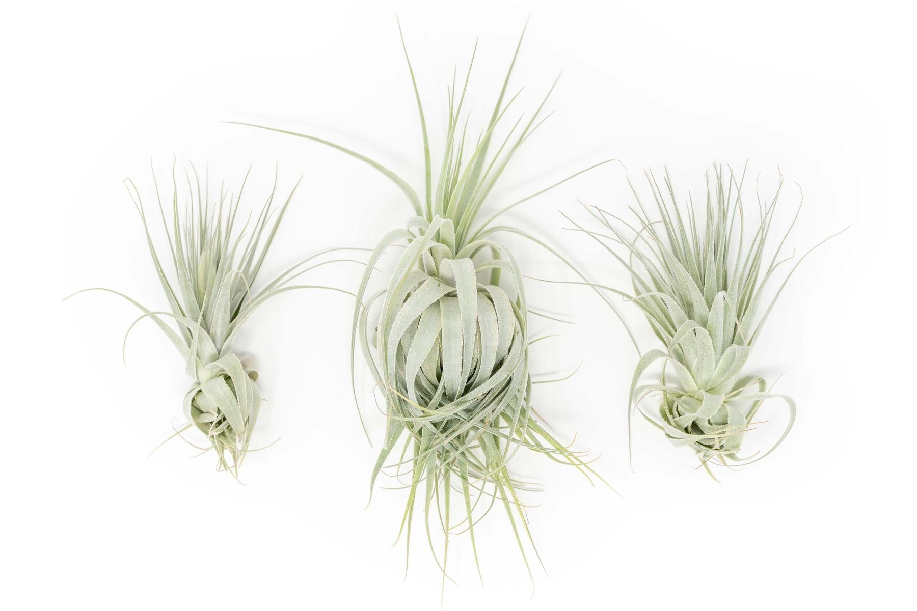 gardneri air plant Tillandsia Gardneri