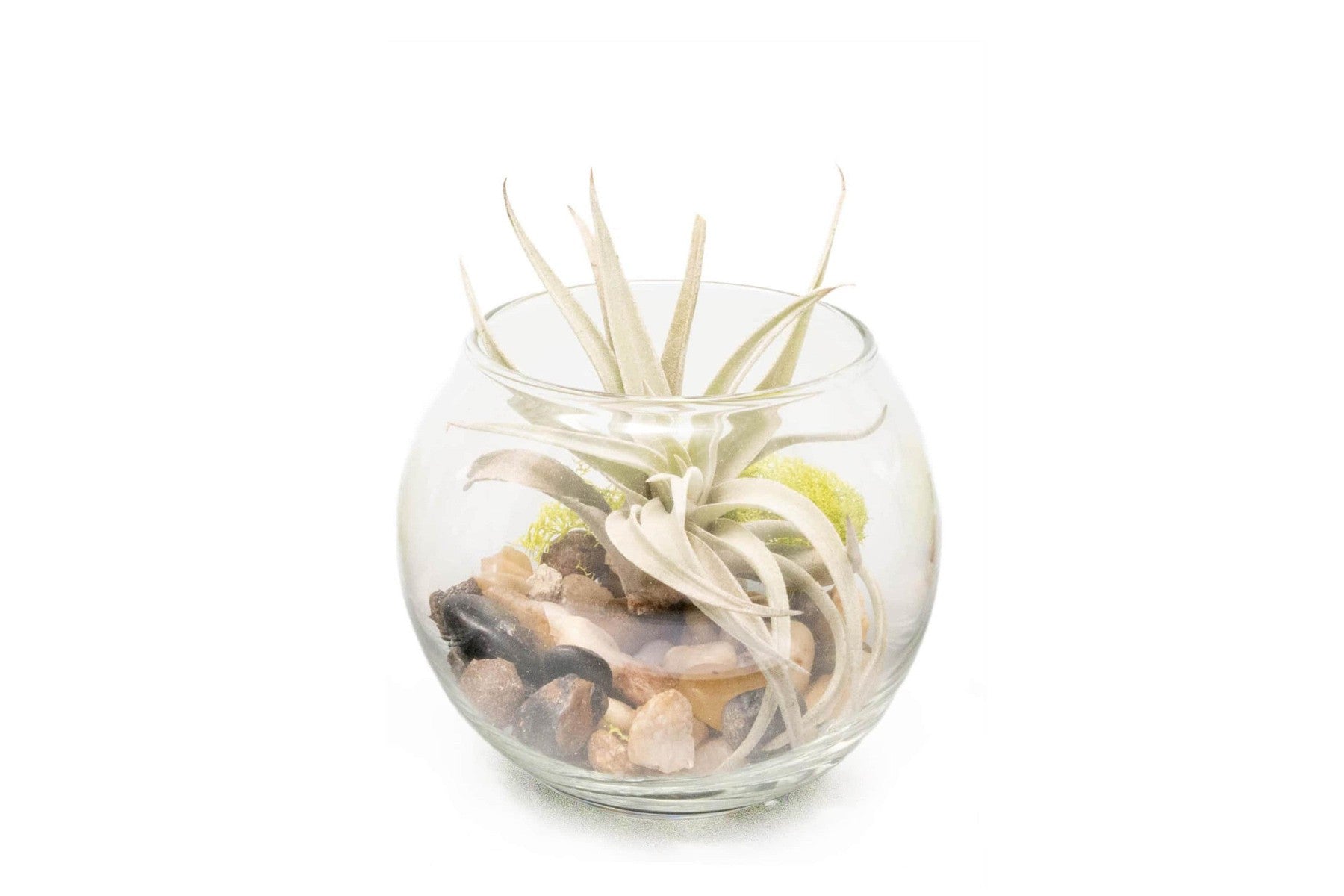 Tillandsia Harrisii Air Plant Bubble Bowl Terrarium-terrarium-The Succulent Source