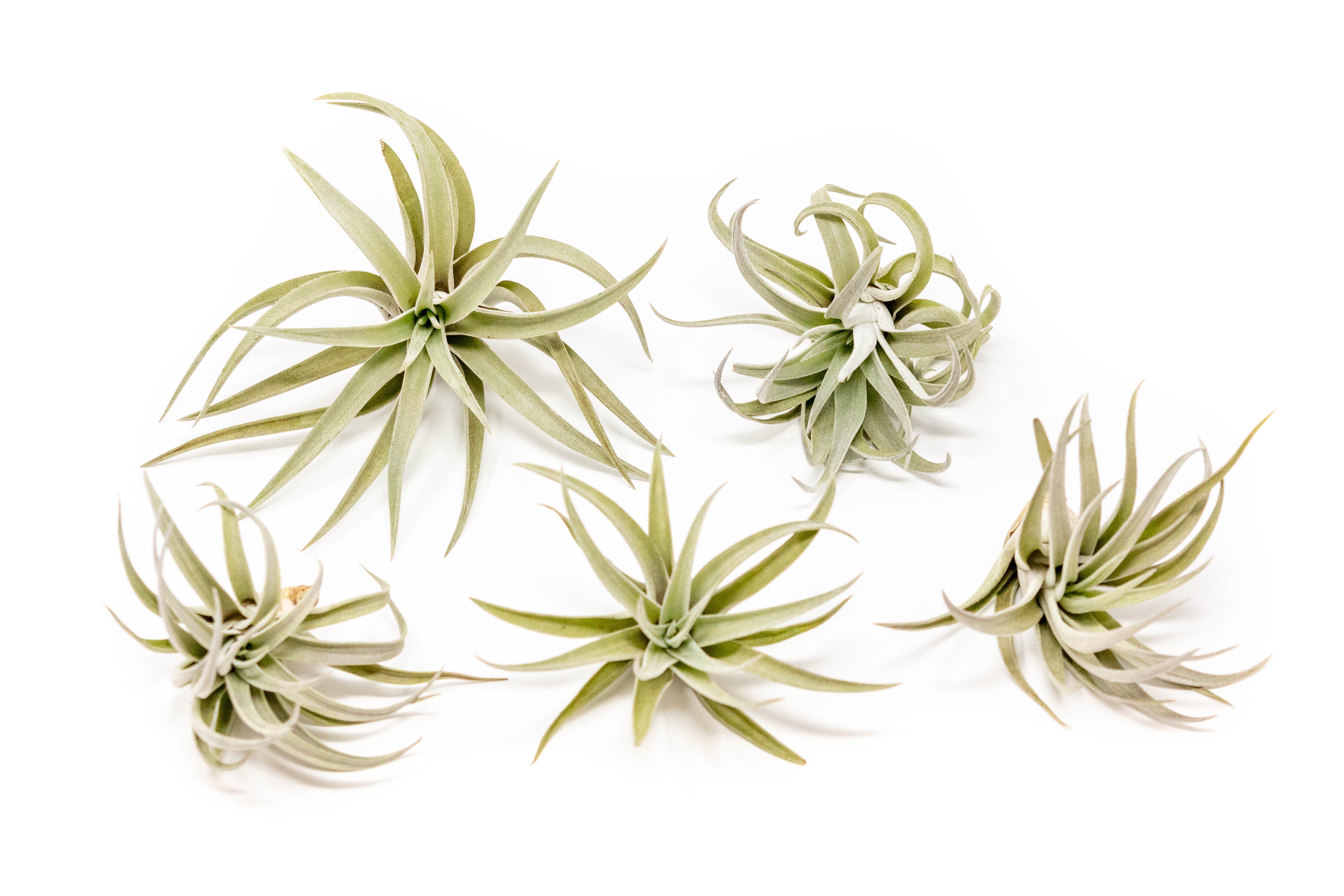 Tillandsia Harrisii Air Plants-airplant-The Succulent Source