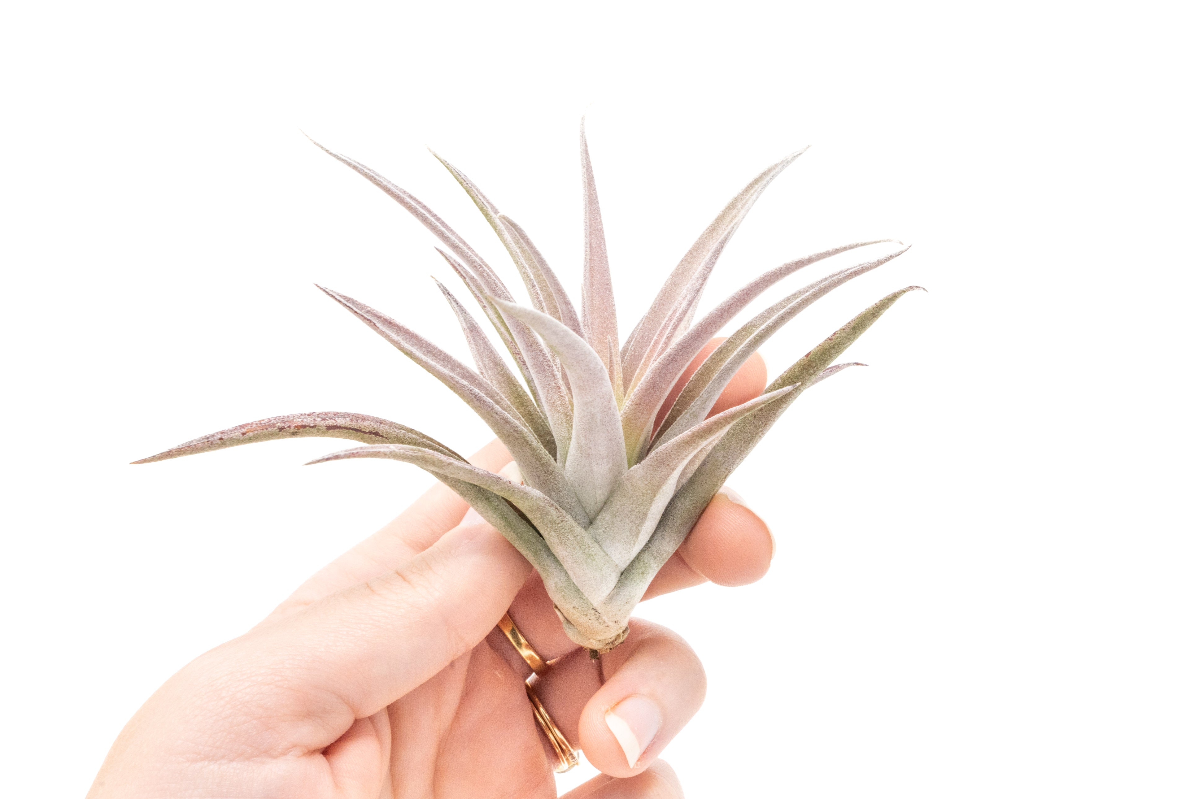 Tillandsia Harrisii Air Plants-airplant-The Succulent Source