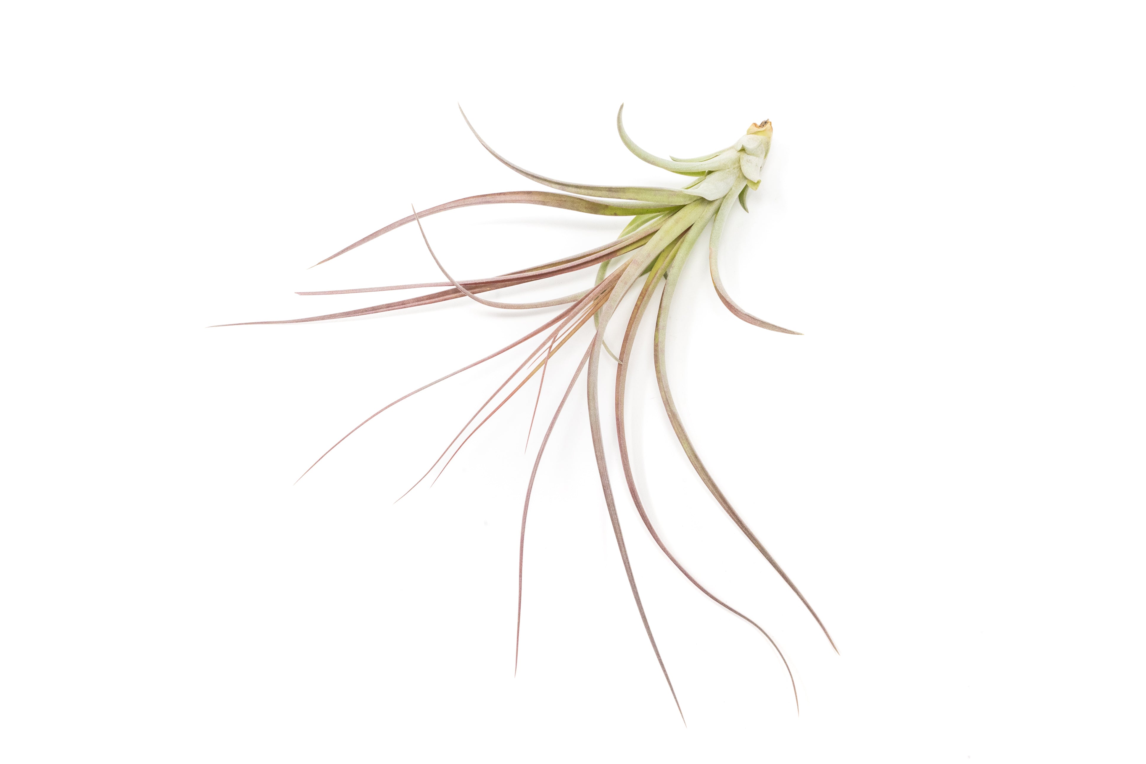 Tillandsia Heather's Blush Air Plant-airplant-The Succulent Source