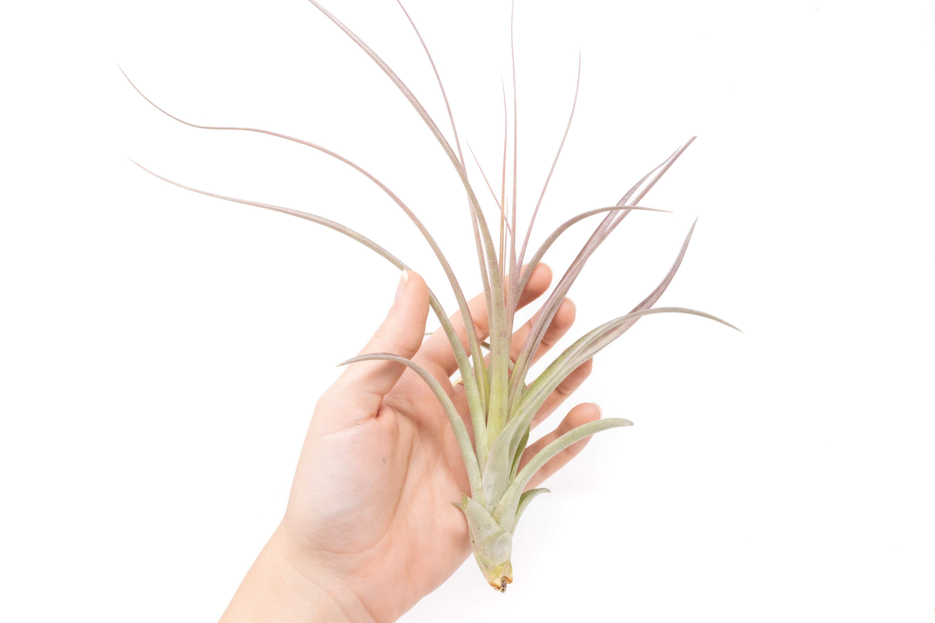 Tillandsia Heather's Blush Air Plant-airplant-The Succulent Source