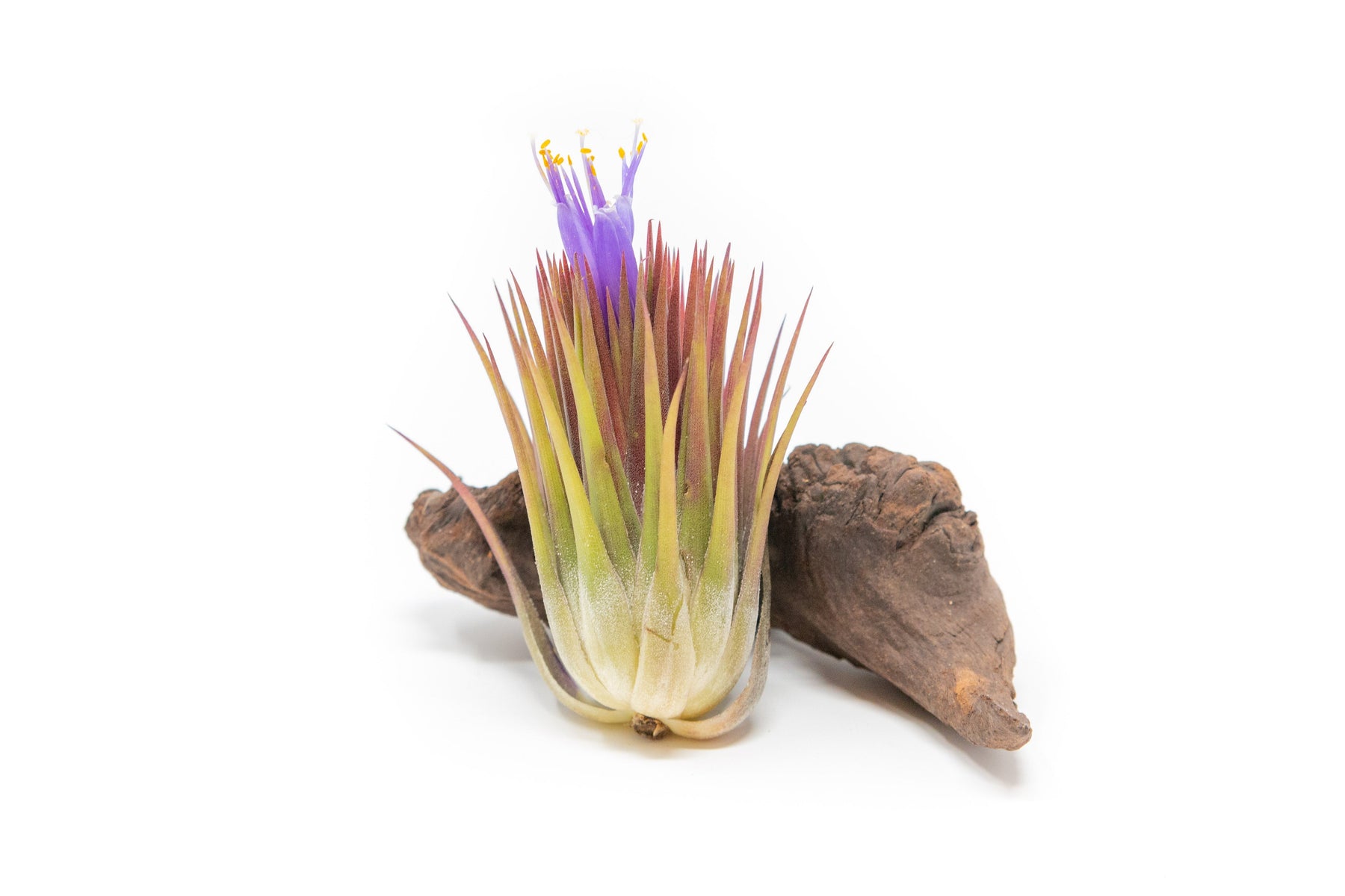 Tillandsia Ionantha Guatemala "Macho" Air Plant-airplant-The Succulent Source