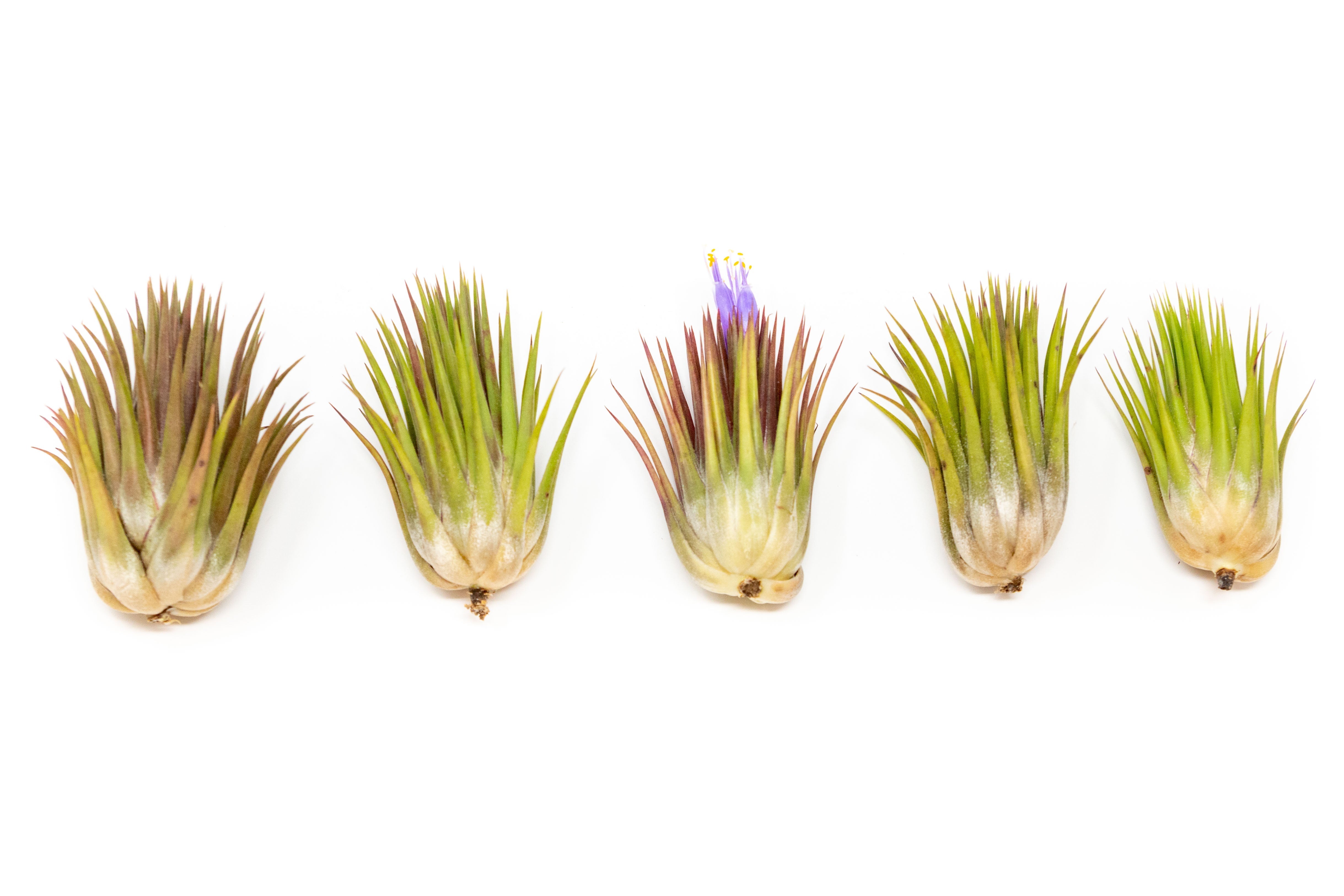 Tillandsia Ionantha Guatemala "Macho" Air Plant-airplant-The Succulent Source