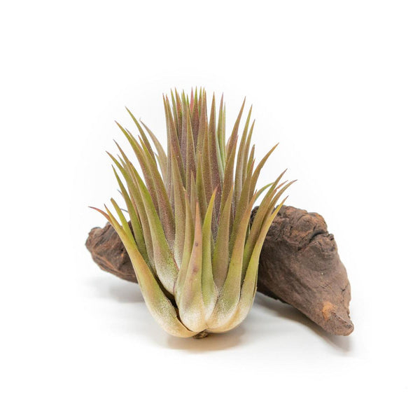 dracaena palm tree Dracaena marginata (dragon tree)