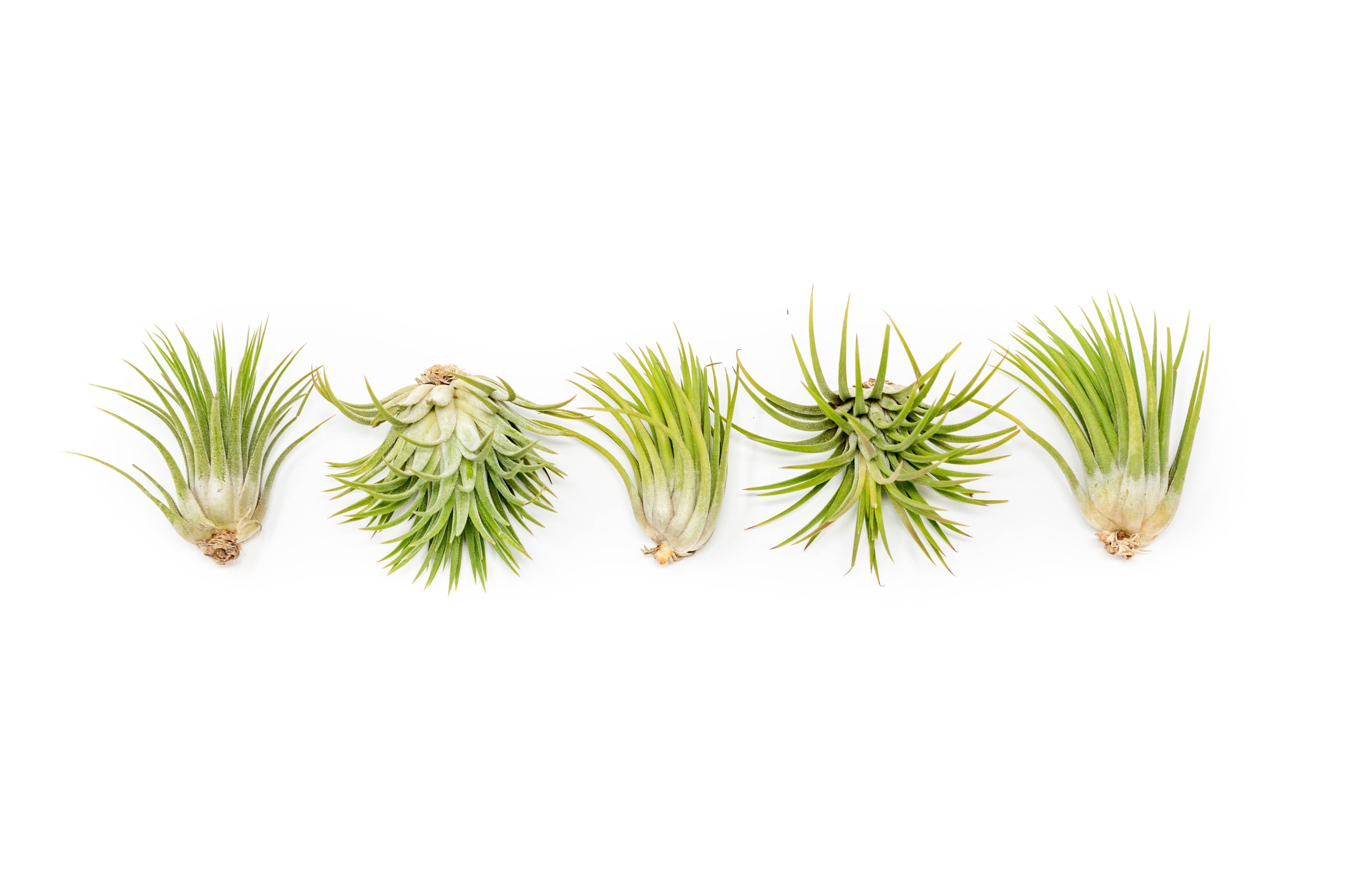 Tillandsia Ionantha Mexican Air Plants-airplant-The Succulent Source