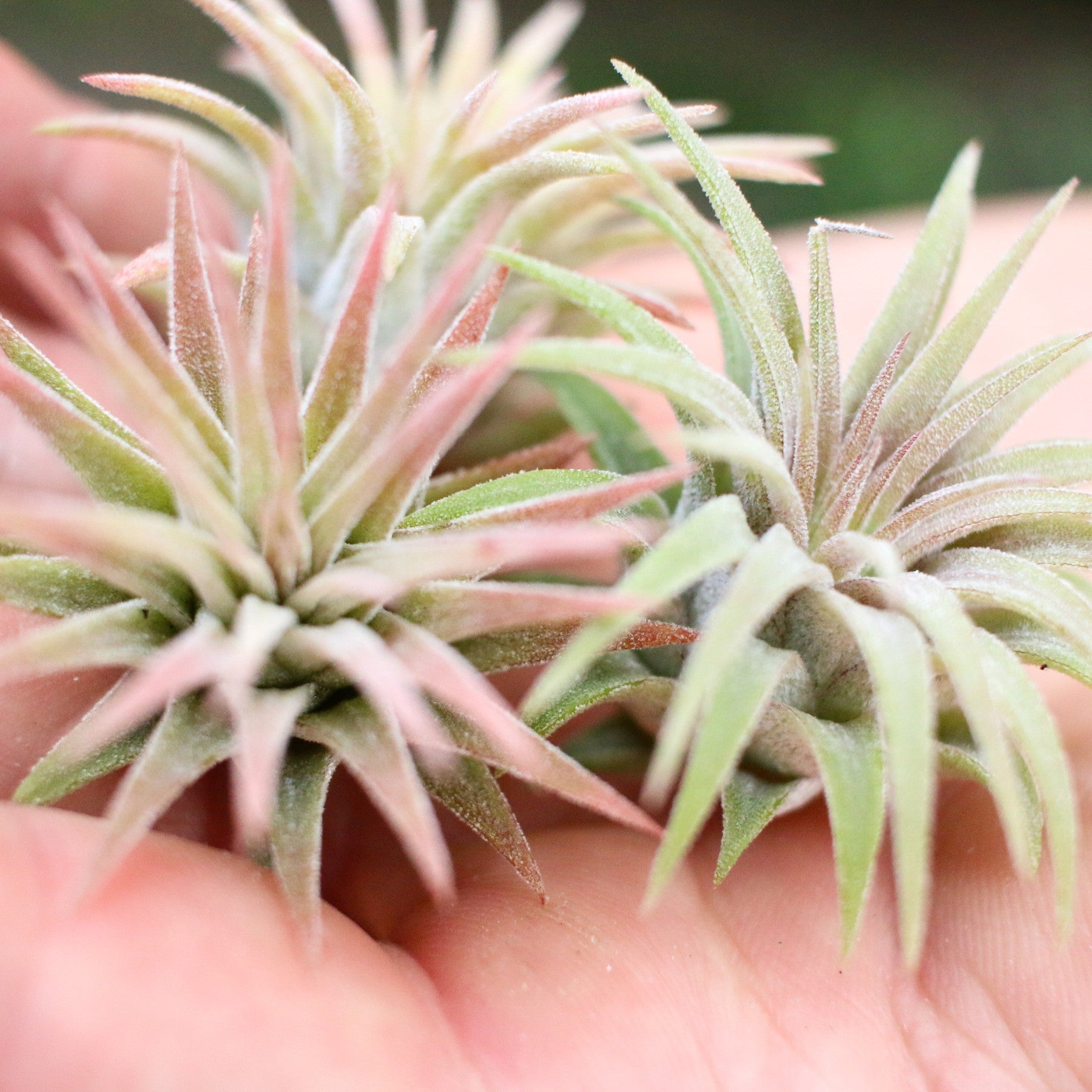 Tillandsia Ionantha Mexican Air Plants-airplant-The Succulent Source