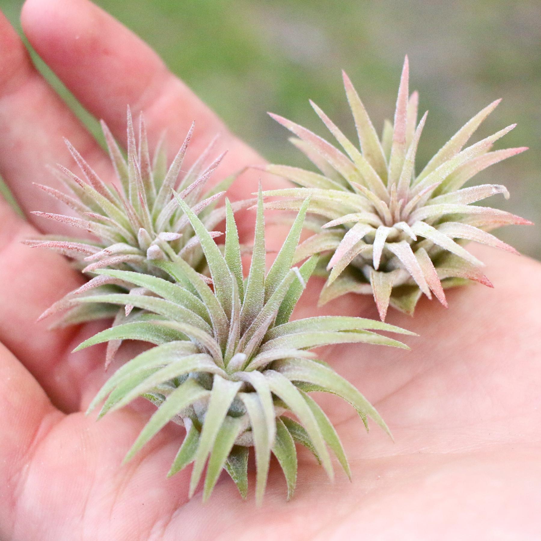 Item) Chilangia Ionanta 'Mexican Zebra' (No.22221) (Air Plants