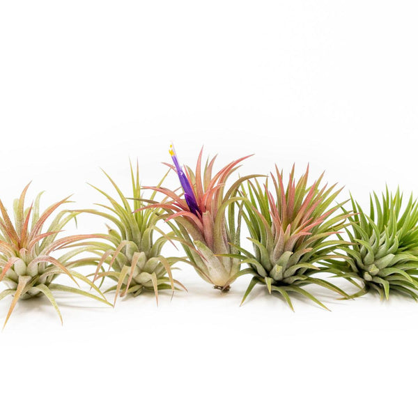 Tillandsia Ionantha Mexican Air Plants - Wedding Succulent Favors