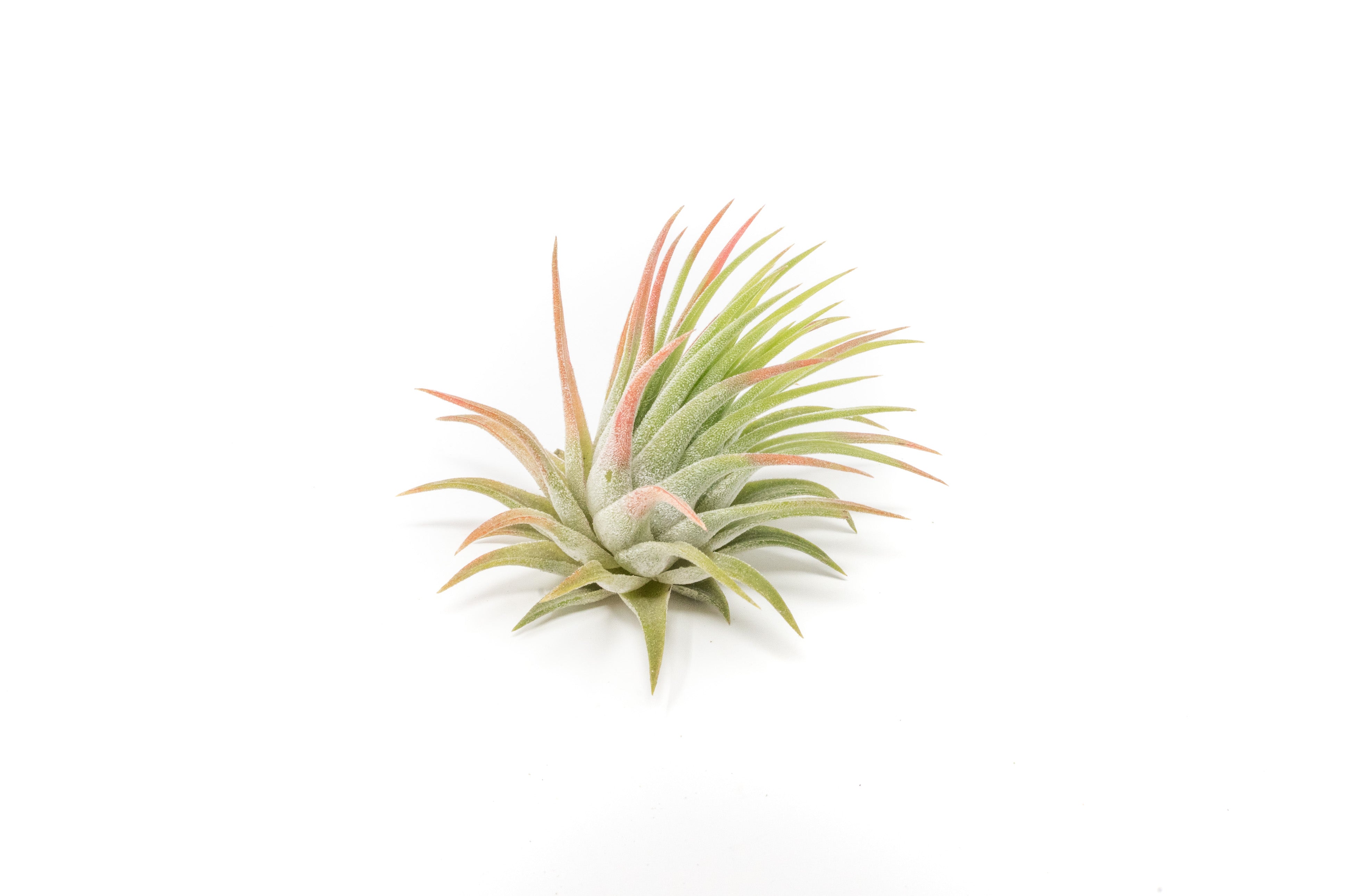 Tillandsia Ionantha Rubra Air Plants-airplant-The Succulent Source